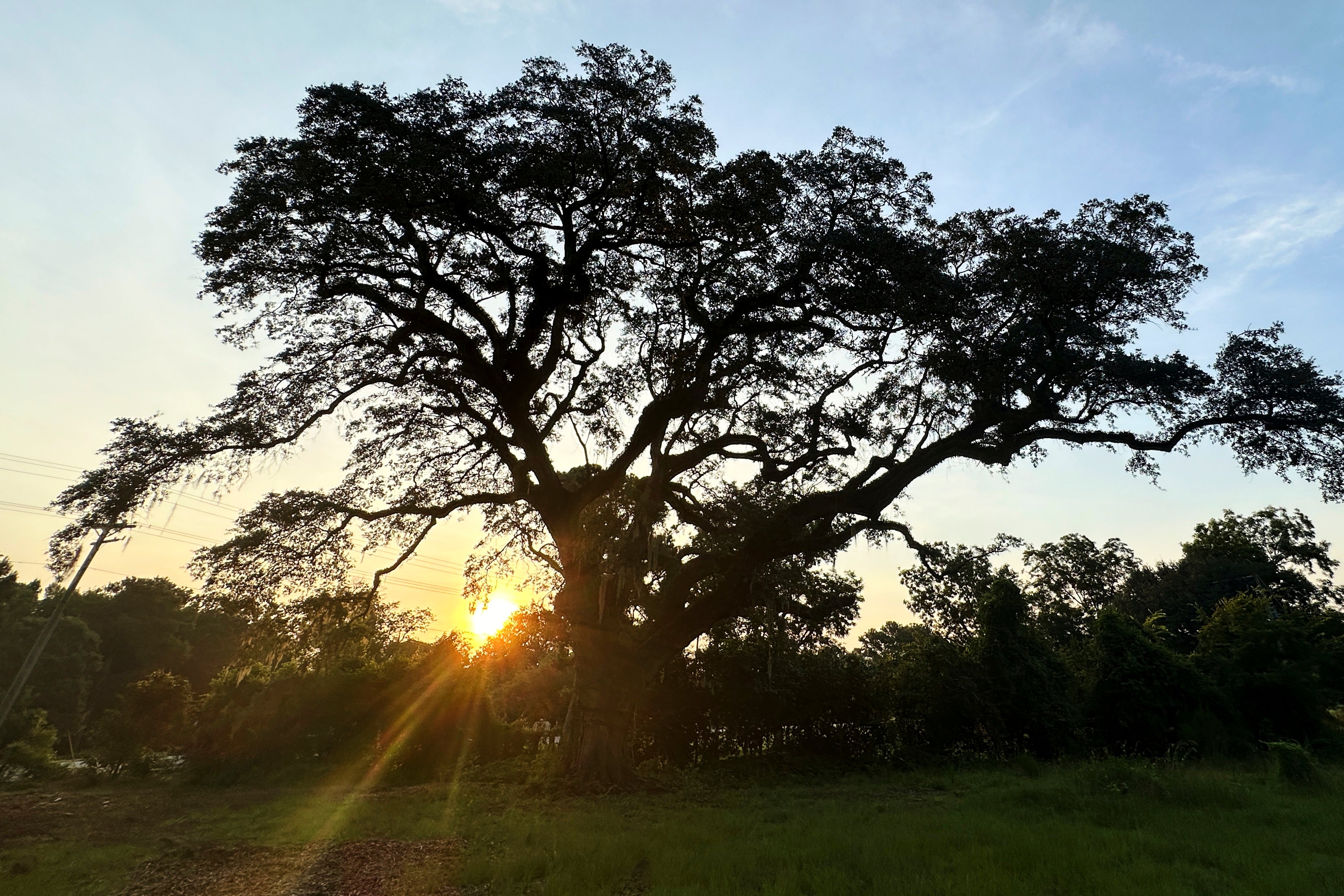 The sun rises behind a Revolutionary War "witness tree" at the Battle of Eutaw Springs, S.C., historic site on Thursday, Aug. 13