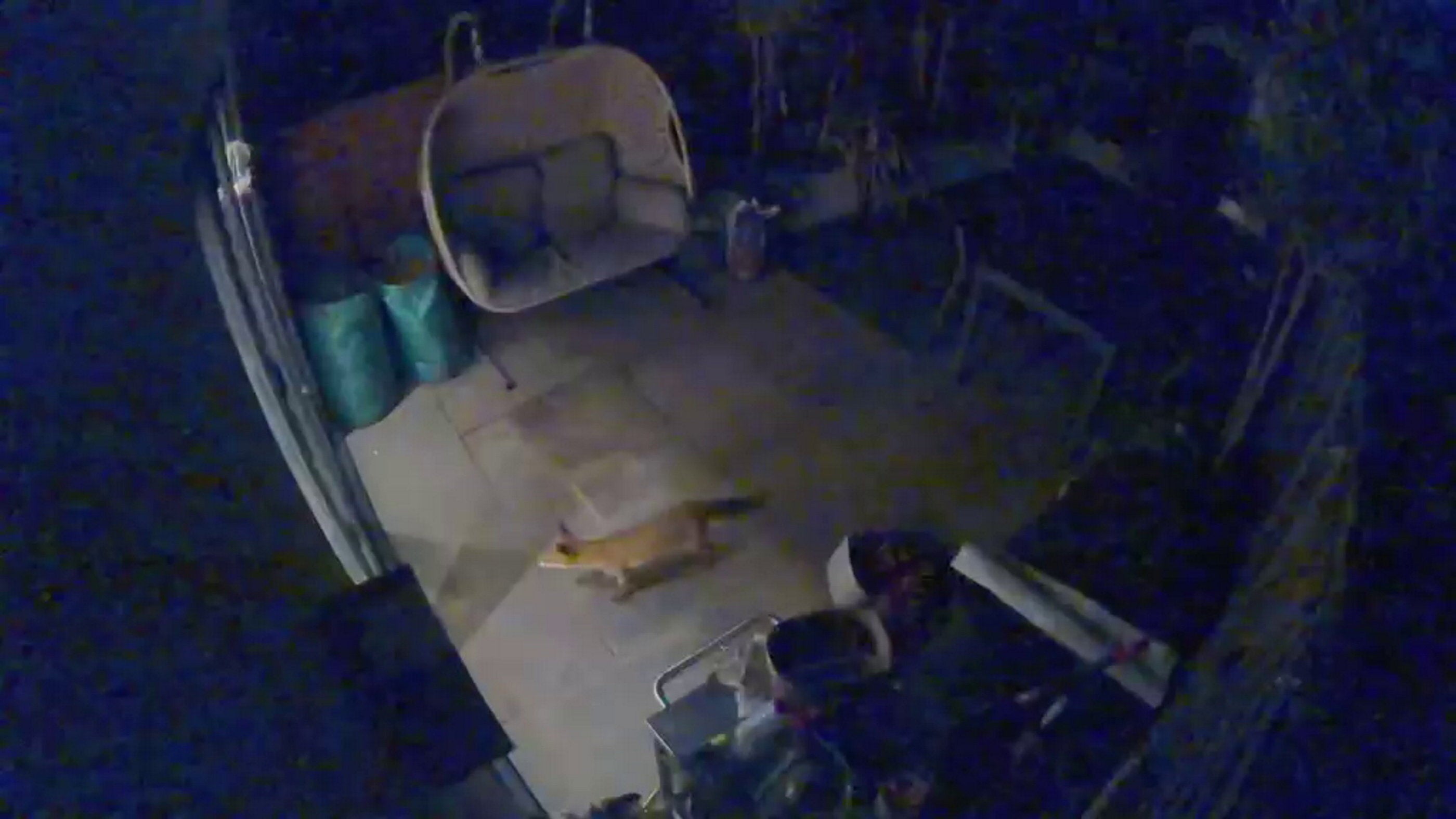 CCTV from the garden shows what they believe to be the animal wandering around moments before its entrance