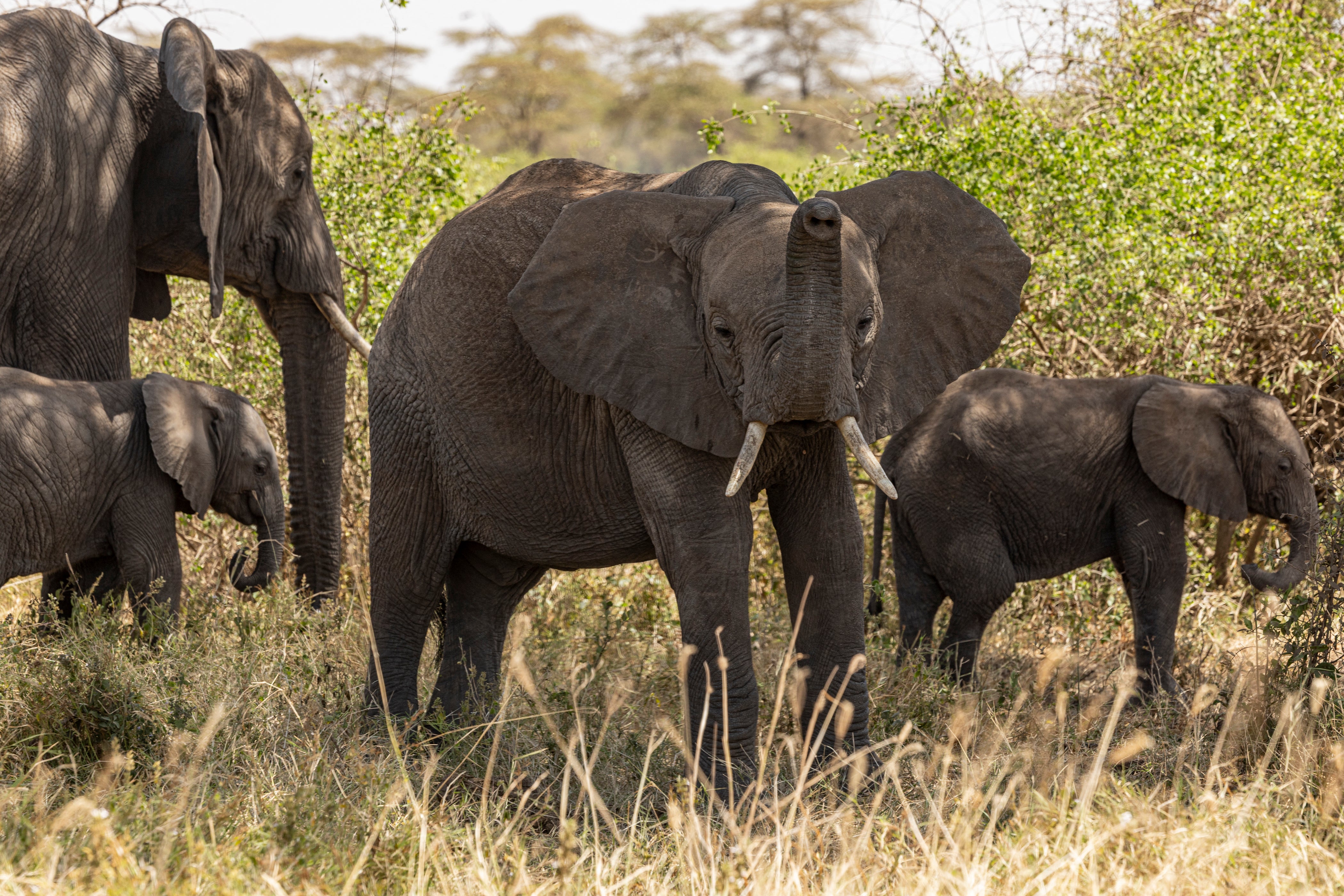 Elephant graze at Kimana Sanctuary, on the outskirts of Amboseli National Park, on August 12, 2026
