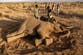 Kenya arrests four people during probe into 18 elephant deaths