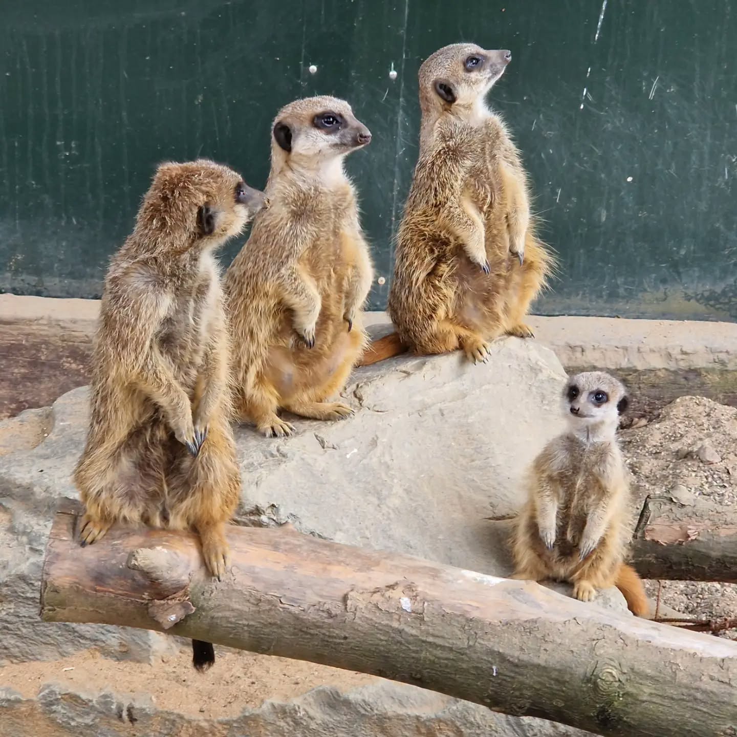 Meerkats die after ‘catastrophic’ tunnel collapse at wildlife park
