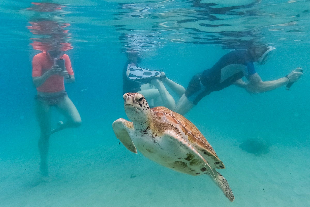 Earth is simmering in its hottest water temps on record, and that's bad for fish and us
