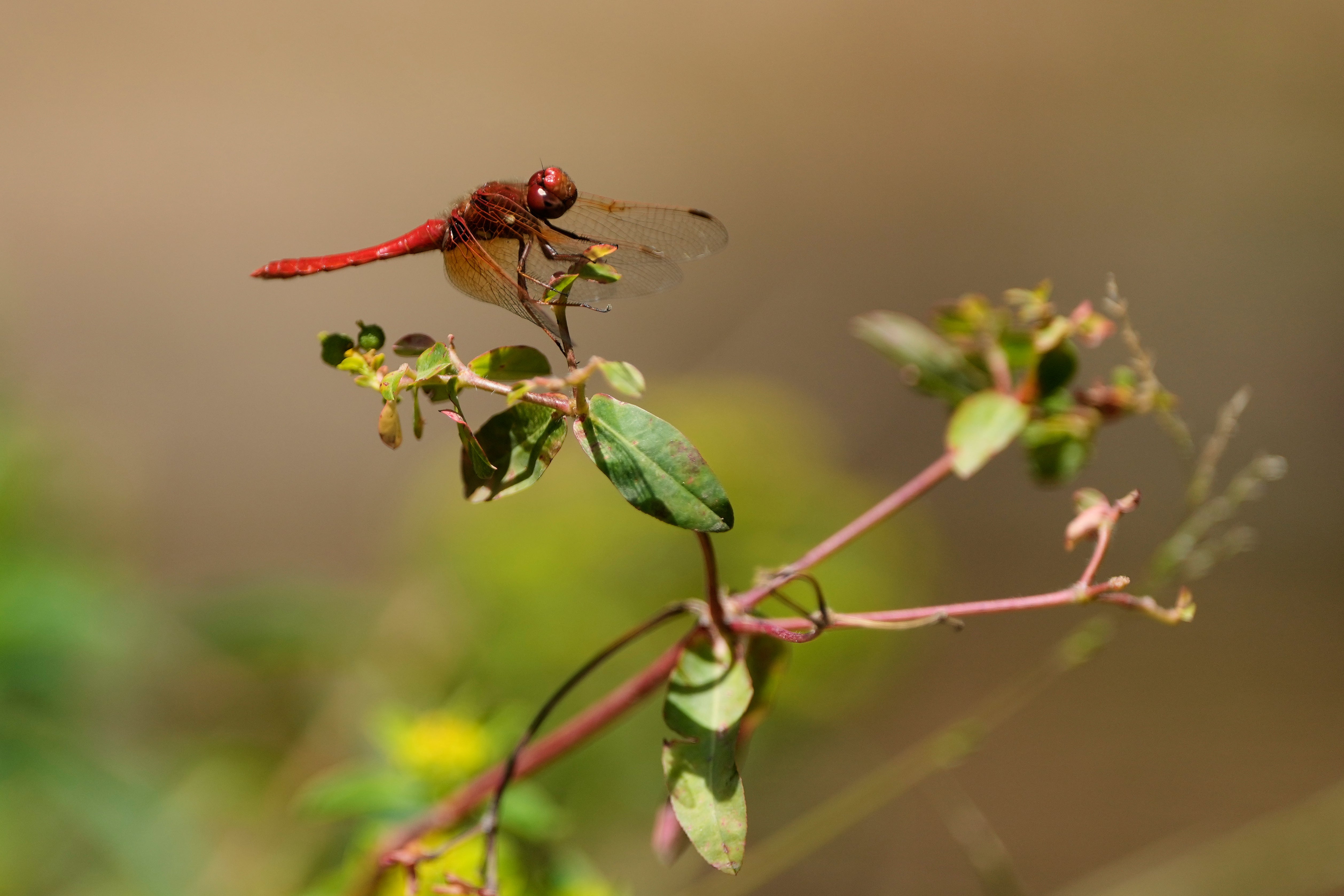 A dragonfly rests on a plant at the Lake Merritt Dragonfly Habitat Garden in Oakland, Calif., Friday, Aug. 21, 2026.