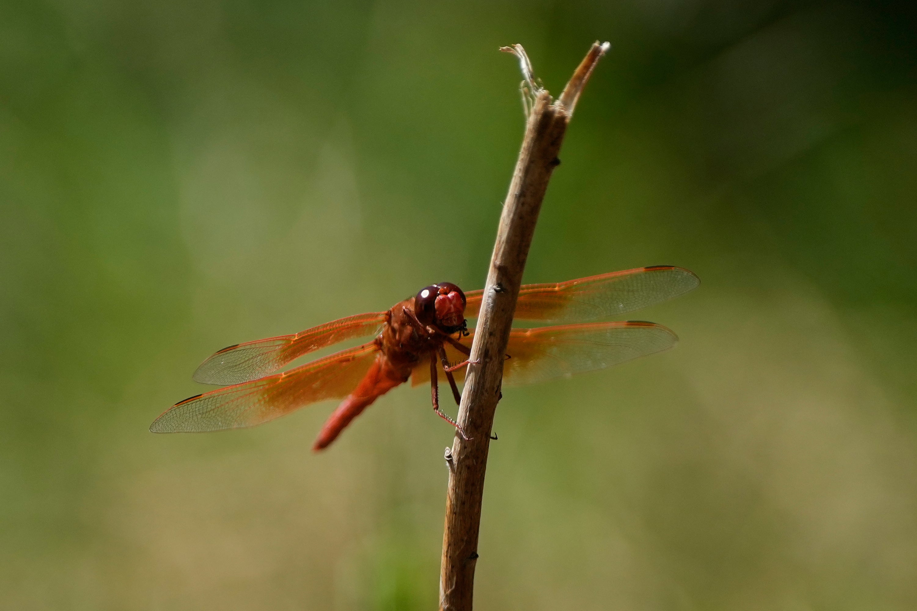 Farmers welcome the dragonflies as natural pest control because the insects prey on crop-damaging pests such as aphids, whiteflies, and fruit flies