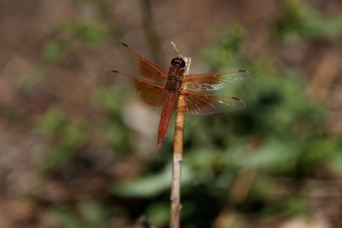 Unusual dragonfly swarms sweep across California after warm spring rains