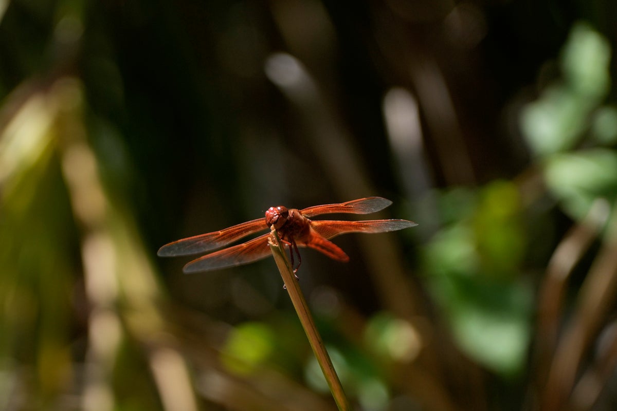 Rare swarms of dragonflies are leaving Californians stunned