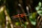 Rare swarms of dragonflies are leaving Californians stunned
