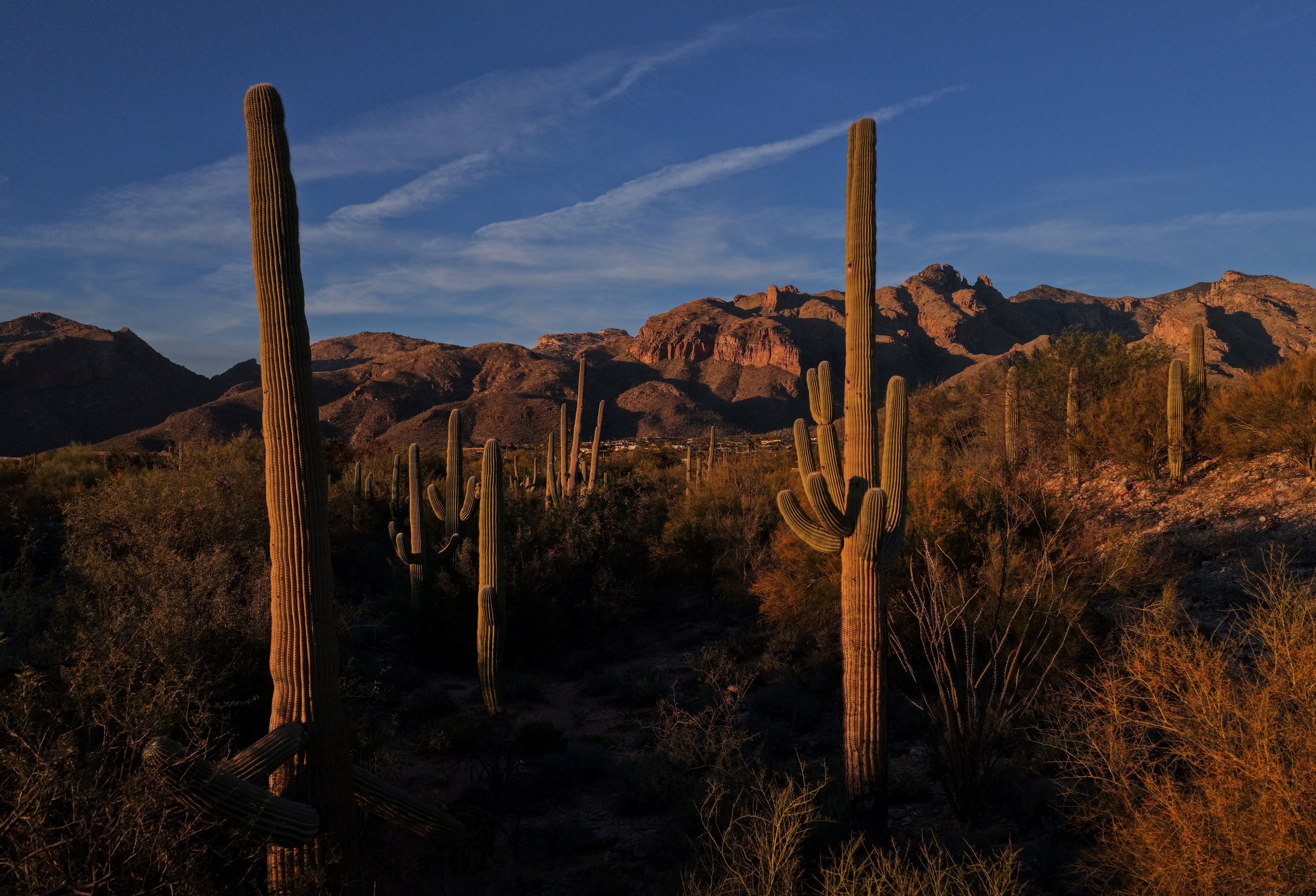 Human remains are found in the Tucson desert each year, with experts believing that many belong to migrants (Getty)