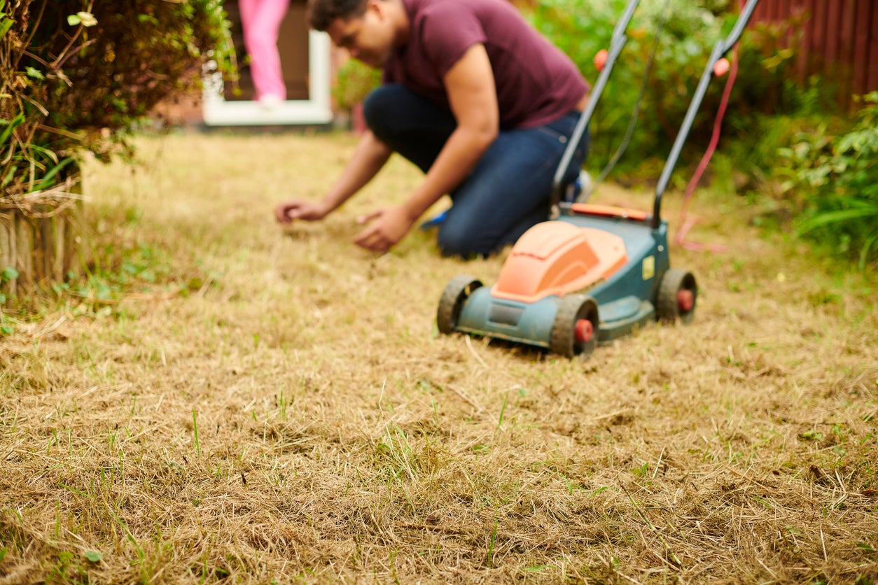 How to revive your lawn in autumn after back-to-back heatwaves