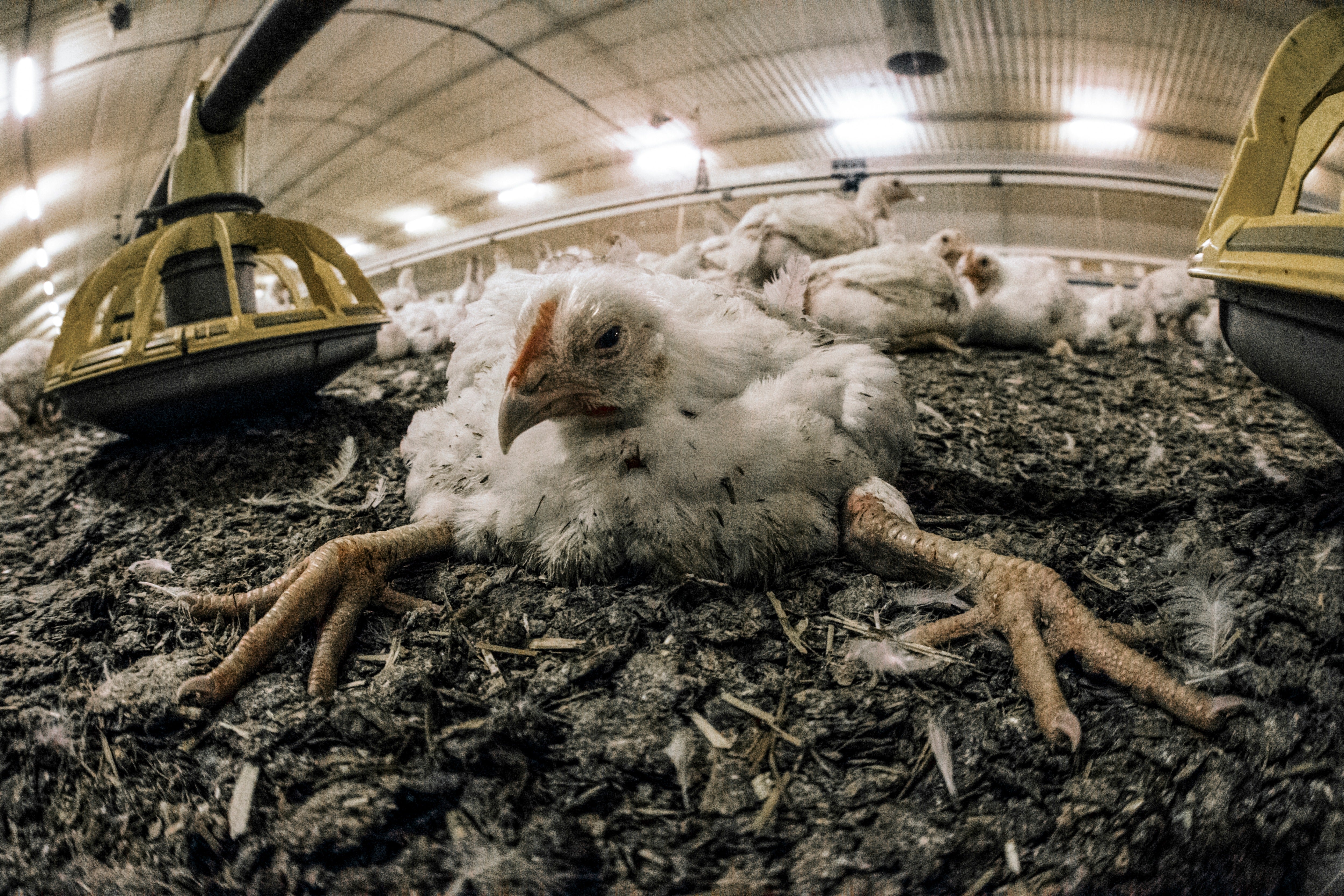 The way in which most chickens are reared for meat increases food poisoning risk more than 100-fold, experts say