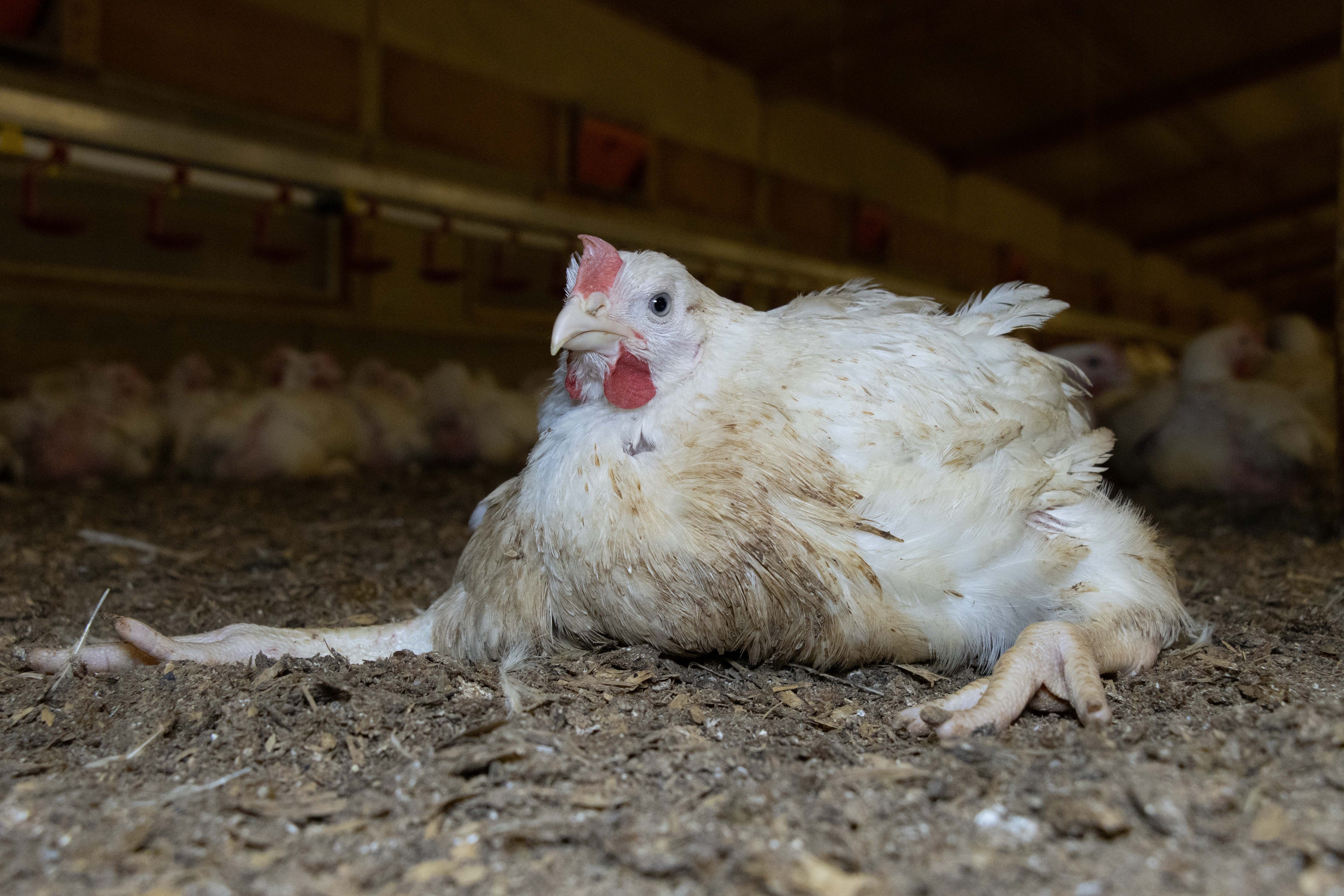 Birds are bred to grow so rapidly that their legs cannot support them and their hearts fail