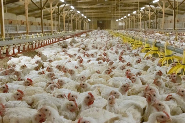 RSPCA reveals ‘secret weapon’ for tackling food poisoning