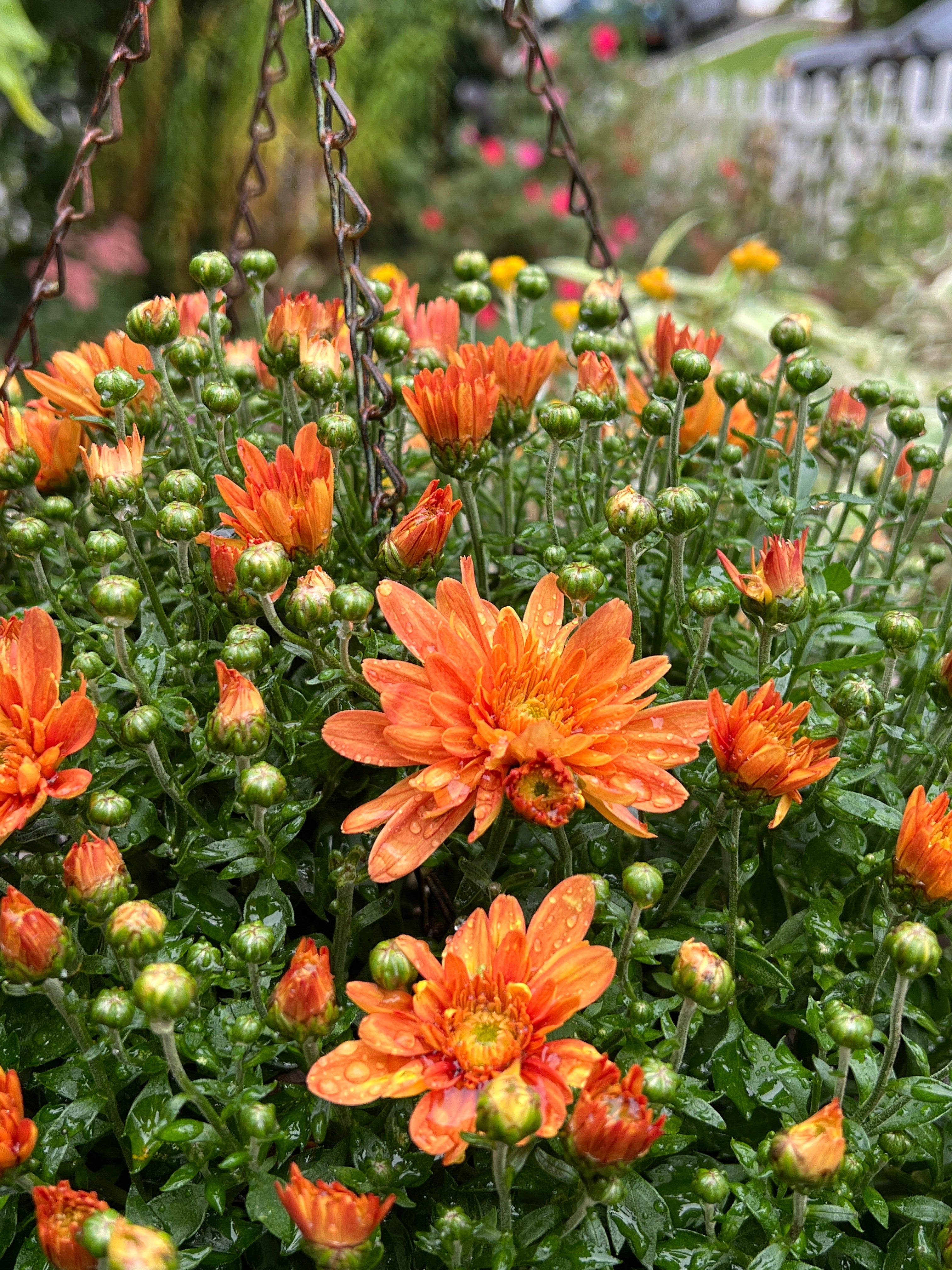As summer annuals fade, consider replacing them with garden chrysanthemums, but don’t pull them out at the end of the season
