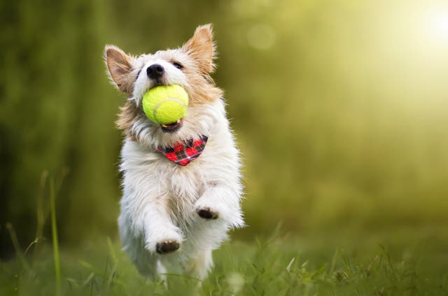 Scientists discover which dog breeds die younger than others - and why ...