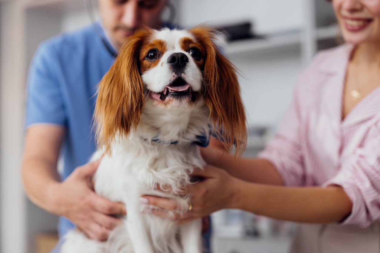 Why dogs eat poop — and what you can do about this common habit