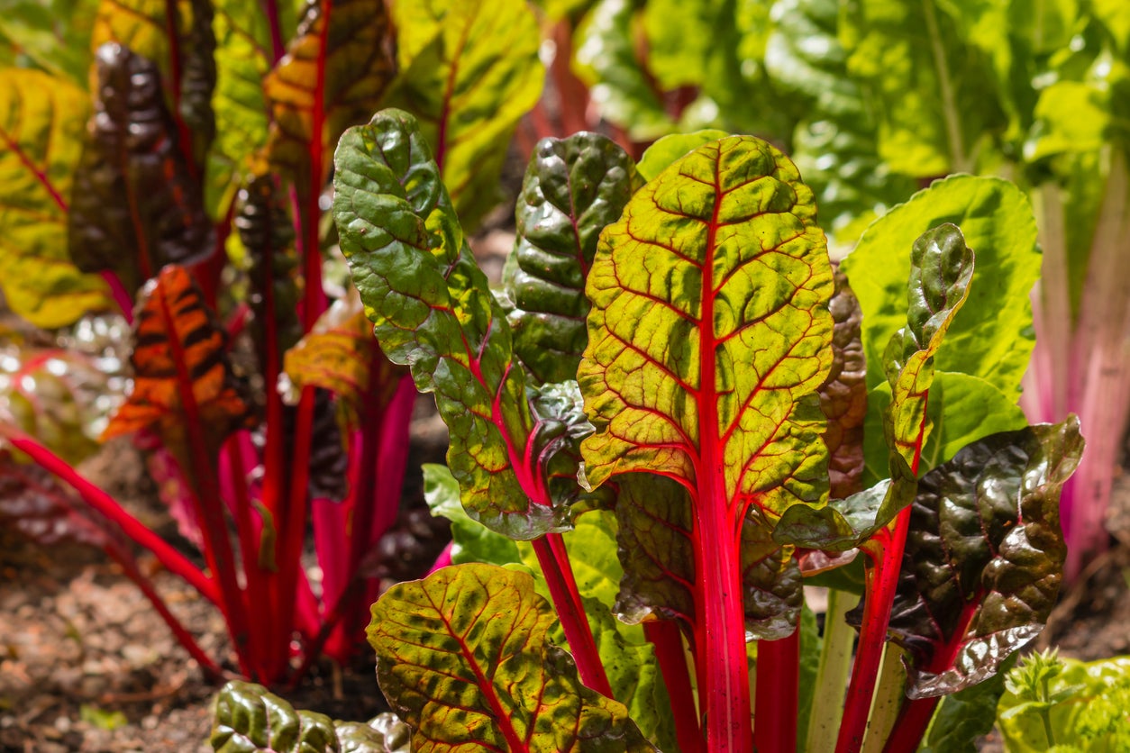 Rainbow chard is an edible contender, its orange, red and green leaves perfectly suited to the season