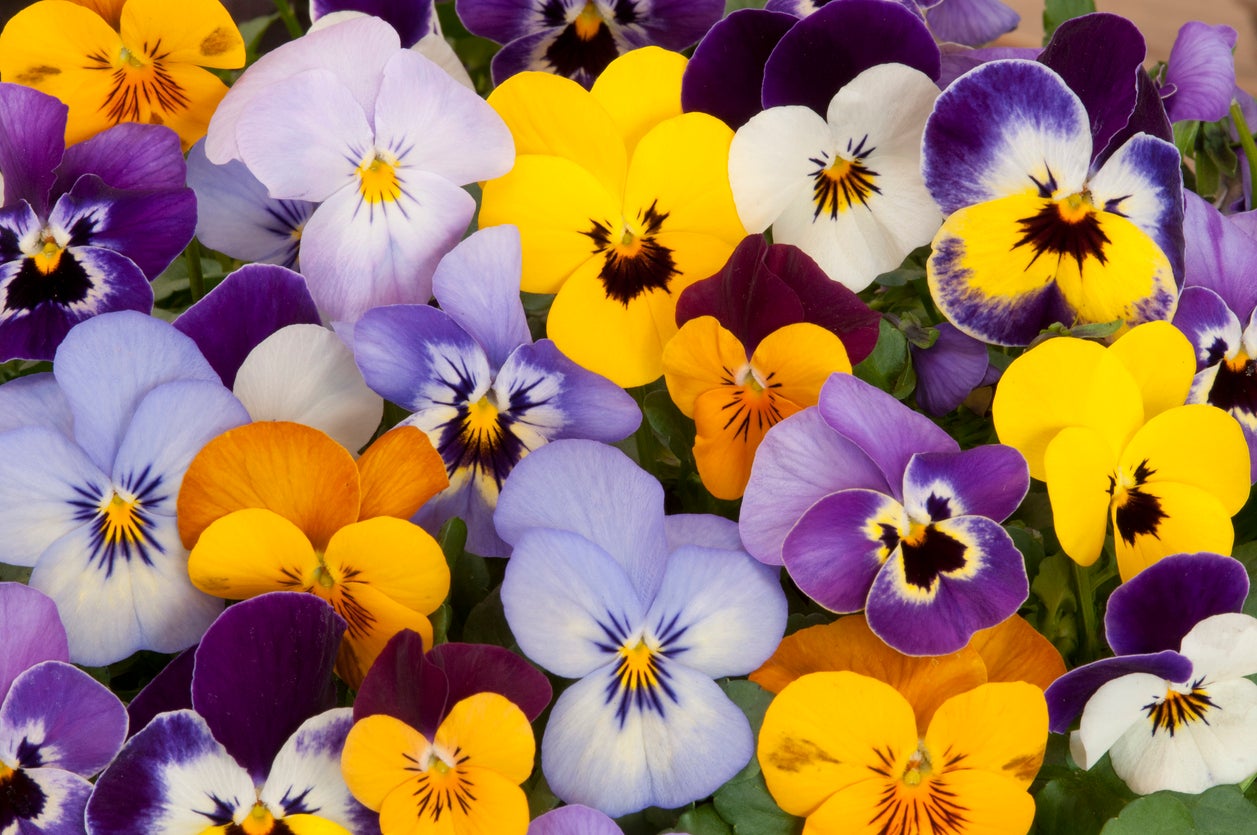 Their smiling faces of orange, purple and yellow brighten even the most faded of gardens