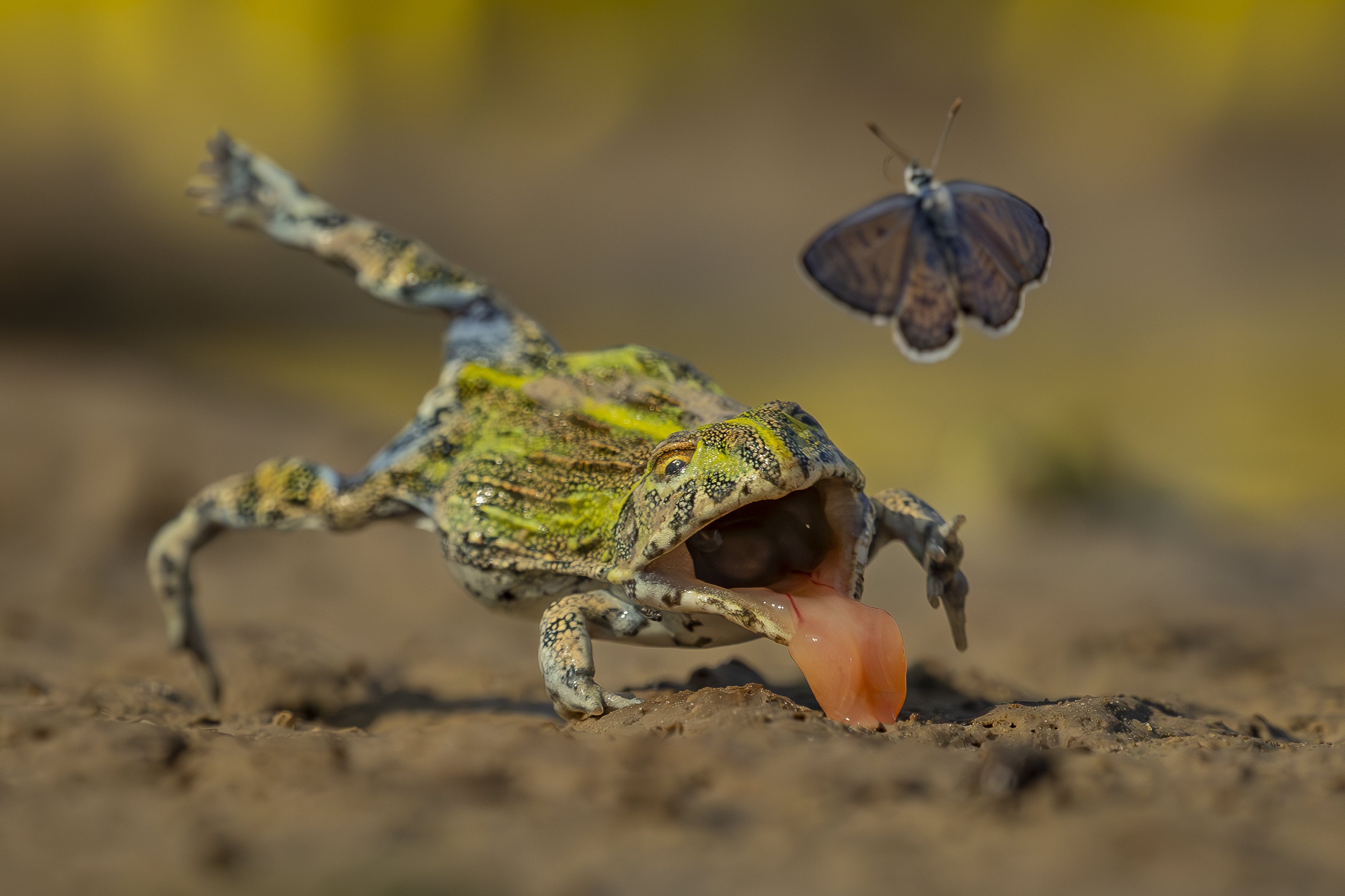 The image Split-Second Escape shows an African bullfrog lunging for an African babul butterfly – but missing. (Jens Cullmann/Wildlife Photographer of the Year/PA)