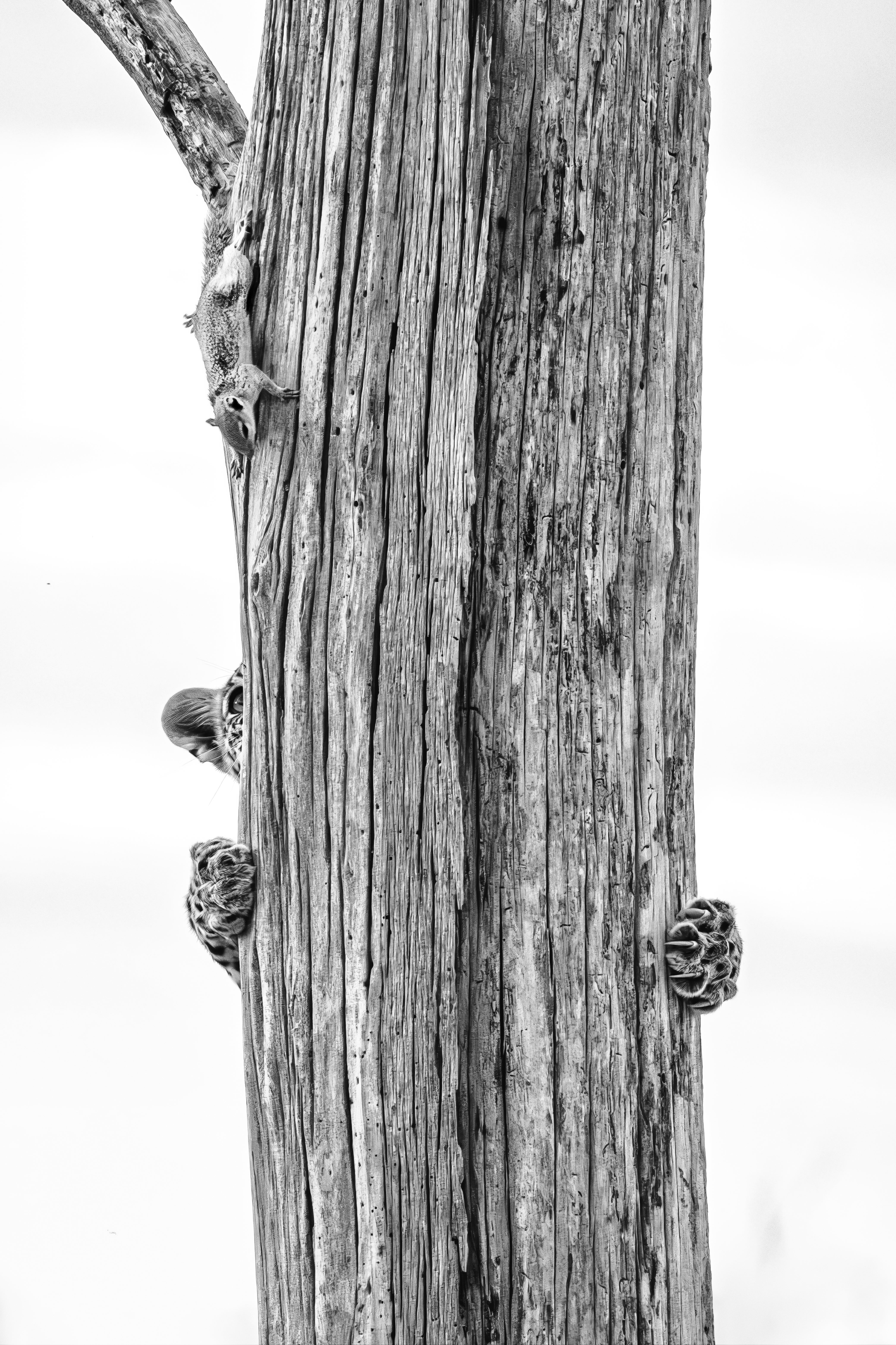 'Up a Tree without a Squirrel' - a young leopard chase a squirrel up a tree in Botswana's Okavango Delta in Botswana (Allegra Hutton /Wildlife Photographer of the Year/PA)