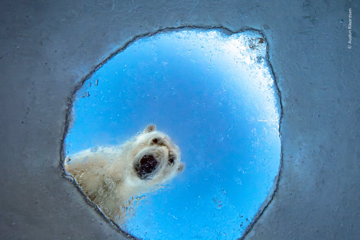 Wildlife Photographer of Year first look: Peeping polar bears to bullfrog’s near miss
