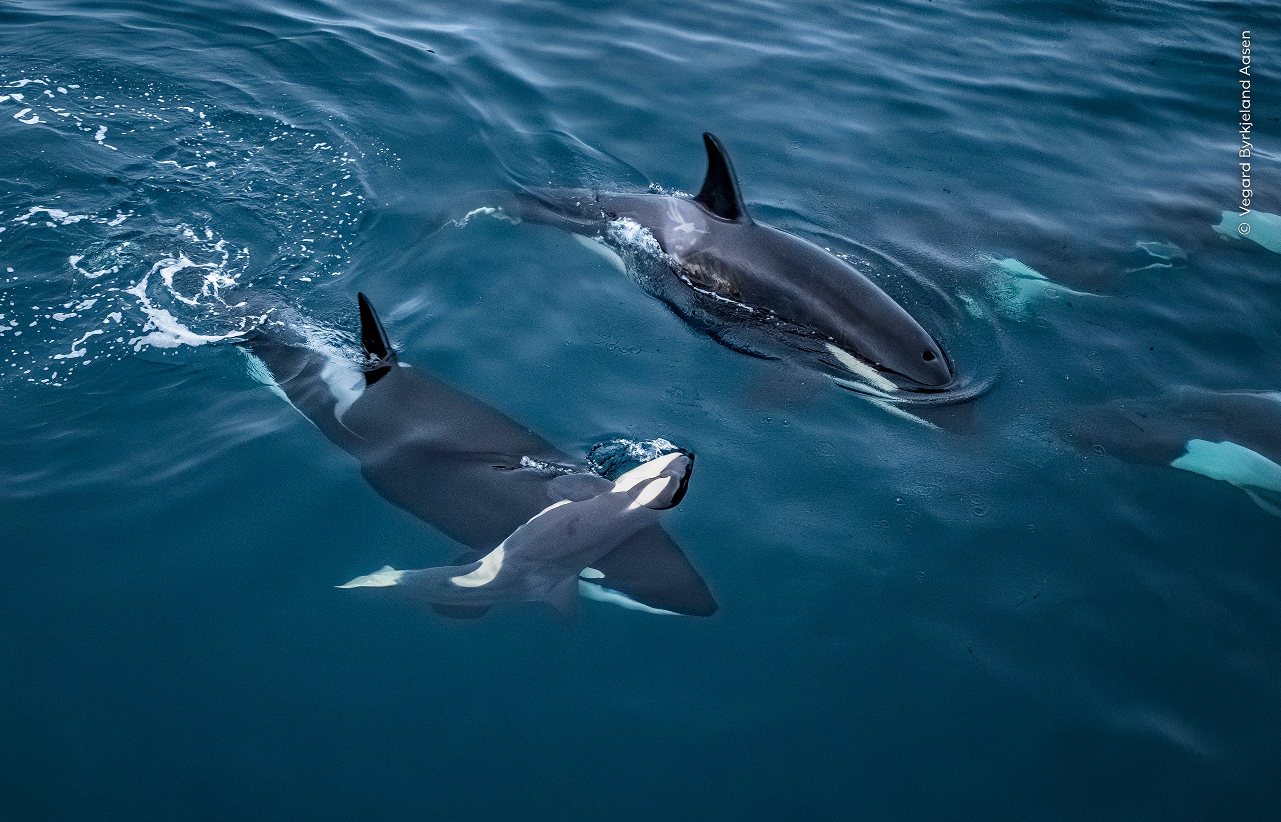 Lifted to the Surface' - an adult orca supporting the body of a calf in the freezing waters of a Norwegian fjord - by Vegard Byrkjeland Aasen from Norway. (Vegard Byrkjeland Aasen/Wildlife Photographer of the Year/PA)
