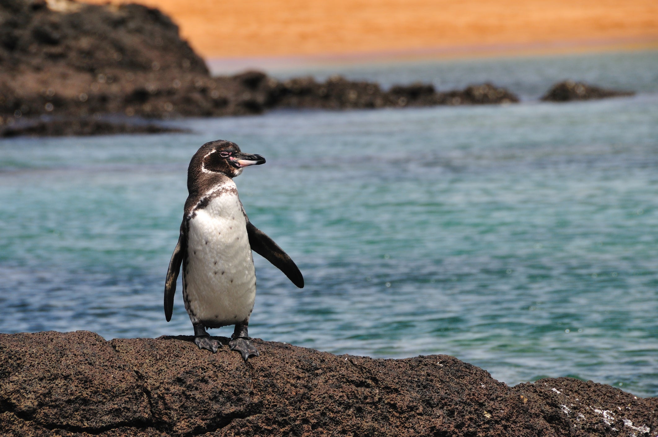 The Galapagos penguin is the only penguin found north of the equator