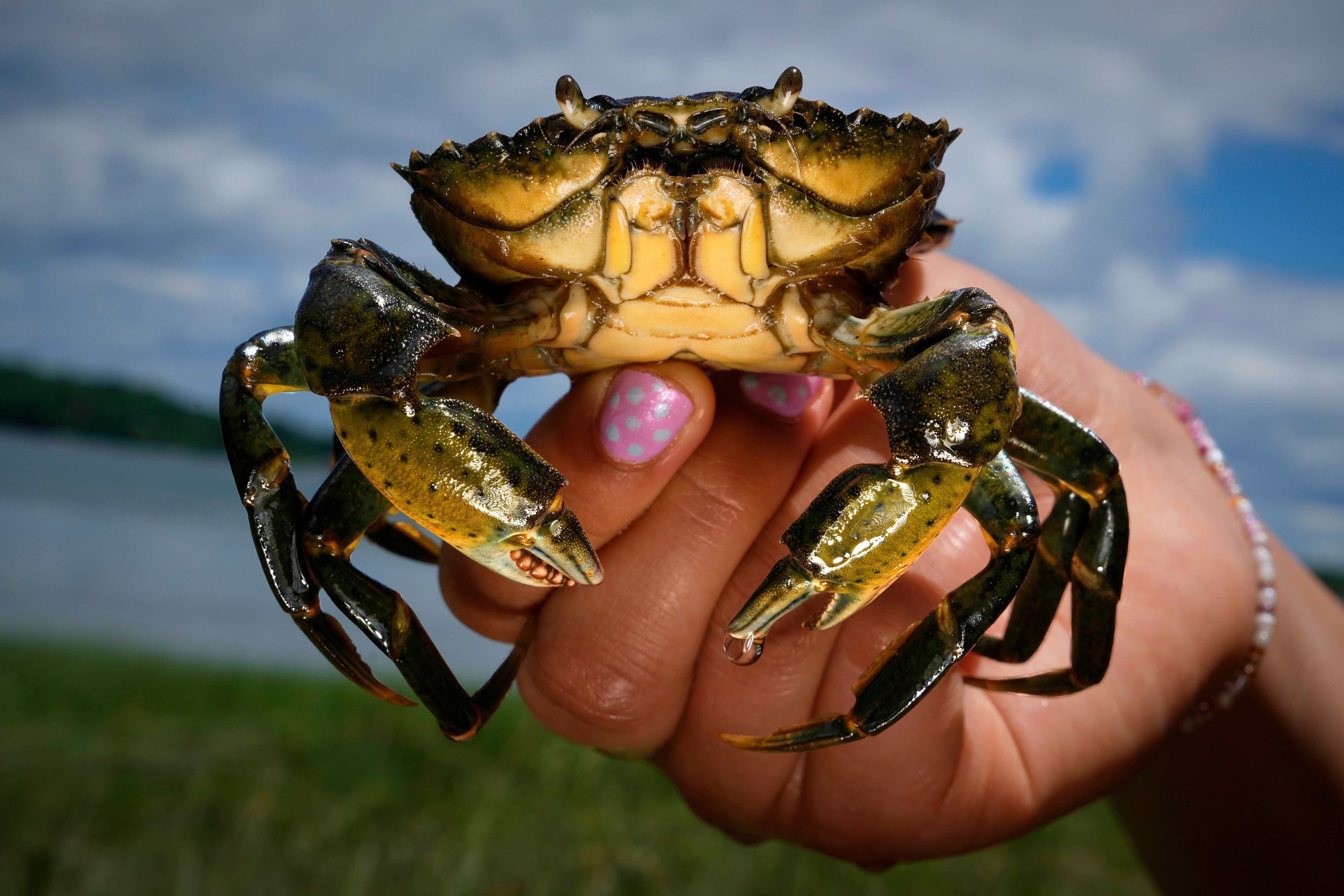 APTOPIX Invasive Species Green Crabs