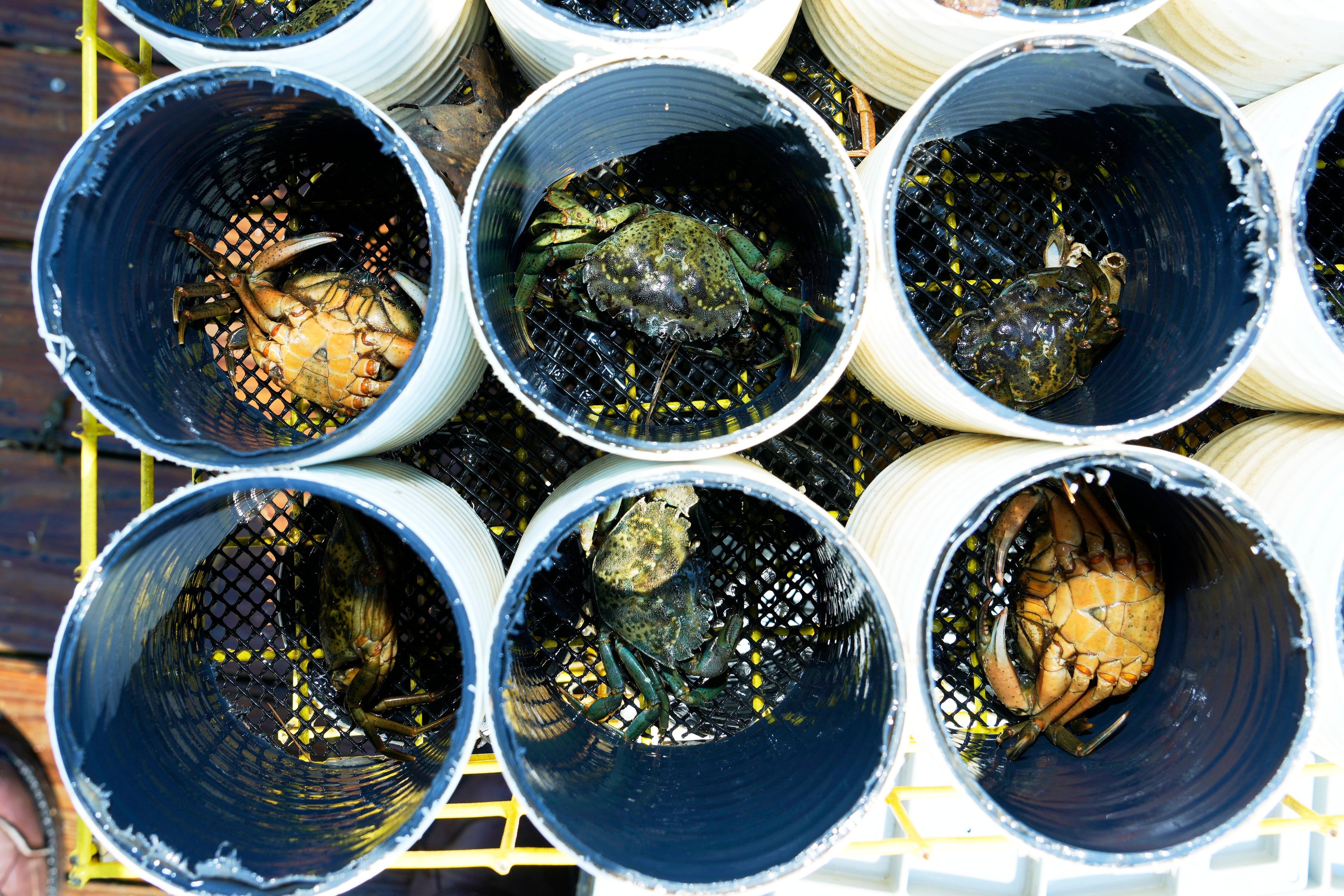 Invasive Species Green Crabs