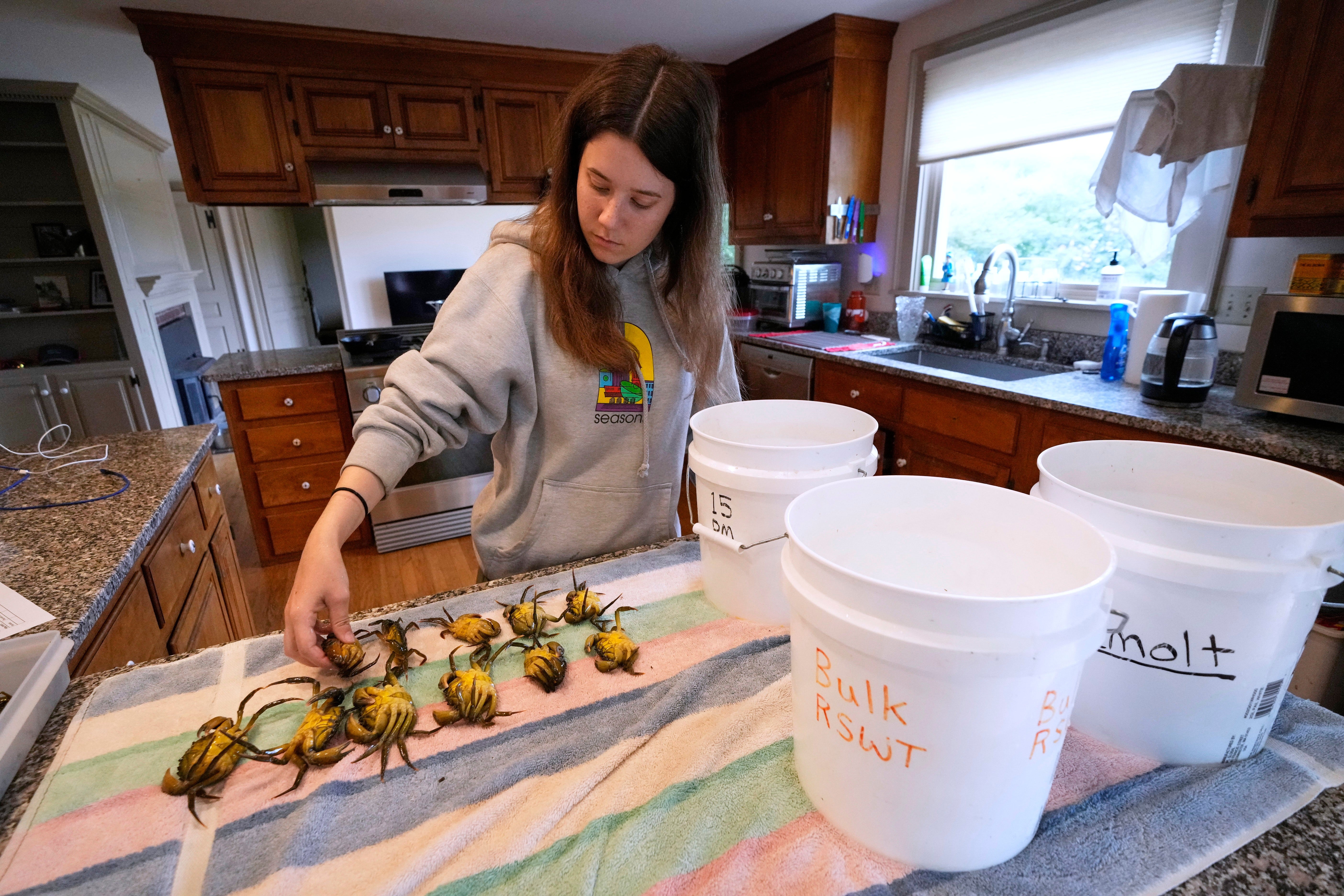 Invasive Species Green Crabs