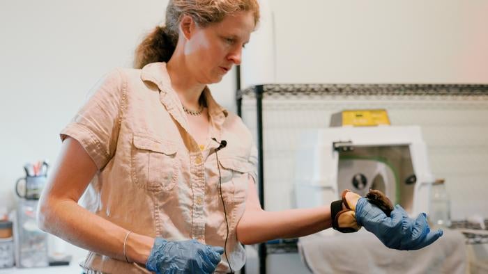University of Vermont assistant professor Elise Lauterbur holds a bat. Lauterbur’s new research found that the animals have a unique response that protects them from invading viruses