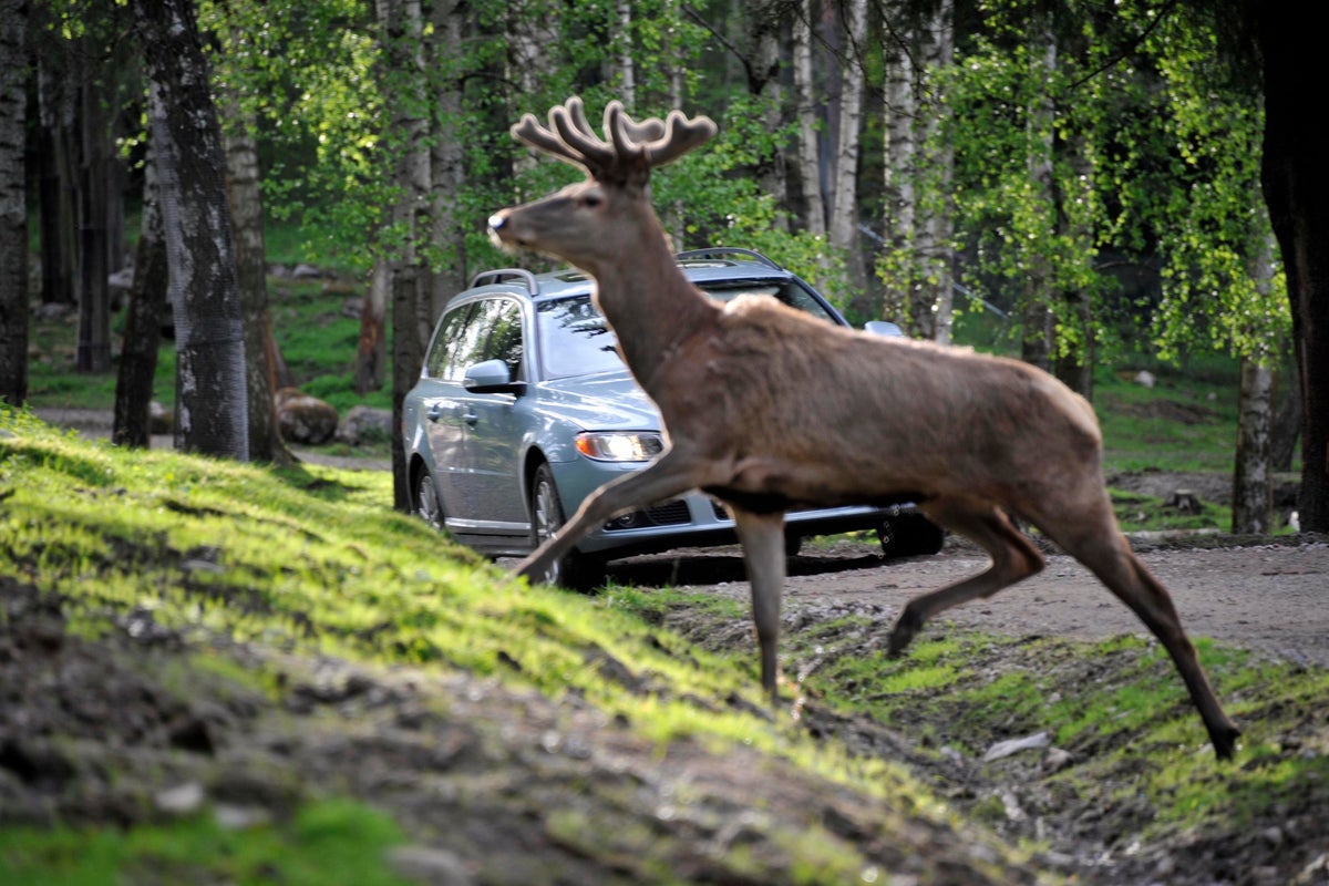 Volvo software updates aim to cut down on roadkill Volvo software updates aim to cut down on roadkill