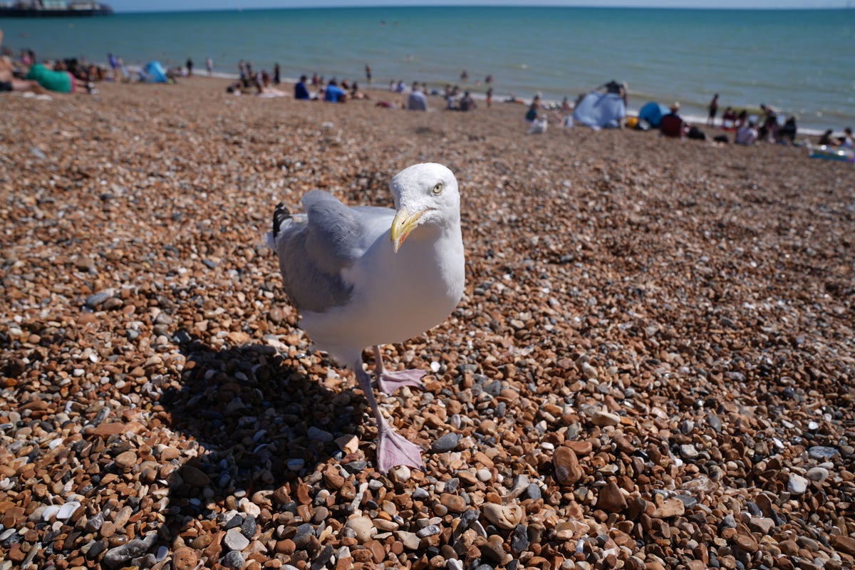 Britons lose £171 million worth of food a year to seagulls, research shows