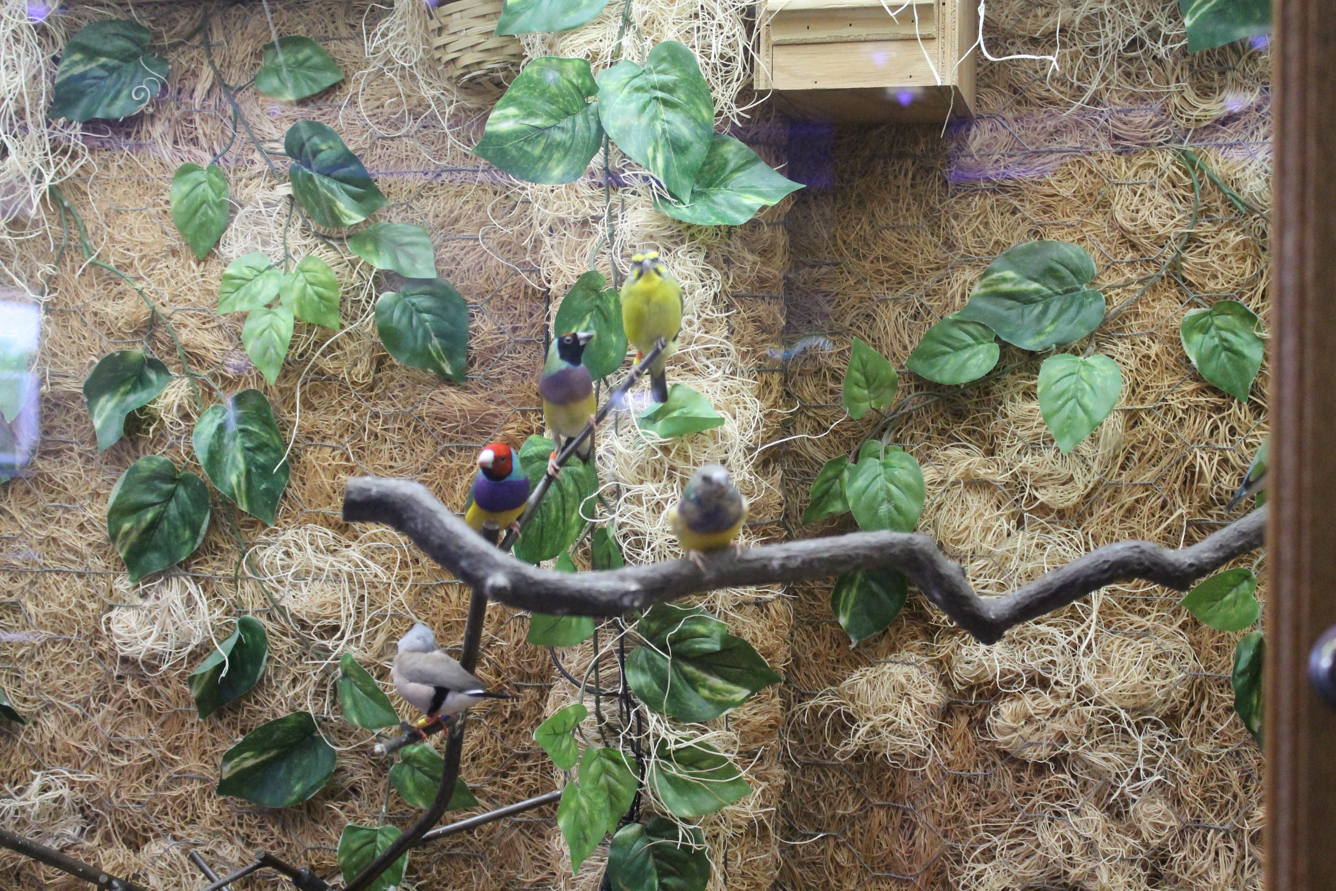 There’s even a bird aviary — which is part of a research project studying the finch population — inside for animal lovers like the Bensons. Tom loves to play with his dog ‘Josie’ in his free time, and Mark, who is also a supervisor at Brookfield Zoo Chicago, has two teenage cats