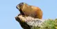 Stolen shoes, sabotaged cars and licked faces: How marmots are causing havoc for hikers in America’s West
