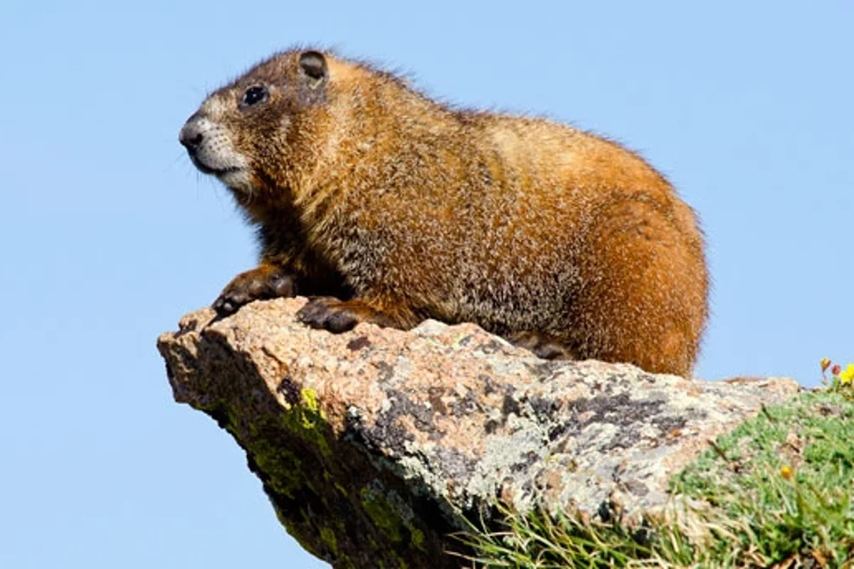 Marmots increasingly interacting with hikers in American National Parks