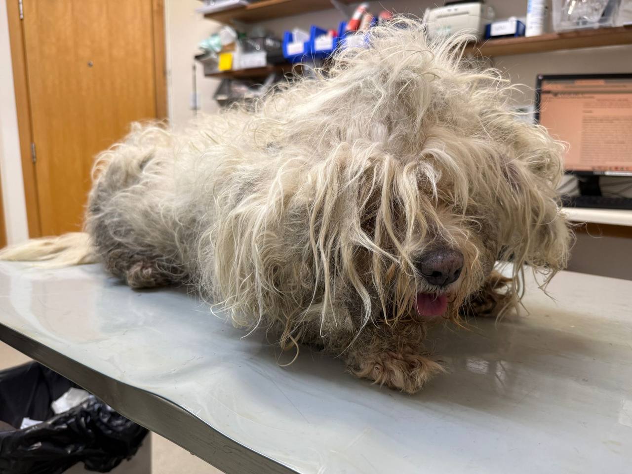 The vet concluded that both the dogs’ welfare had been seriously compromised, and that it would have taken a number of months for their coats to reach this condition (PA)