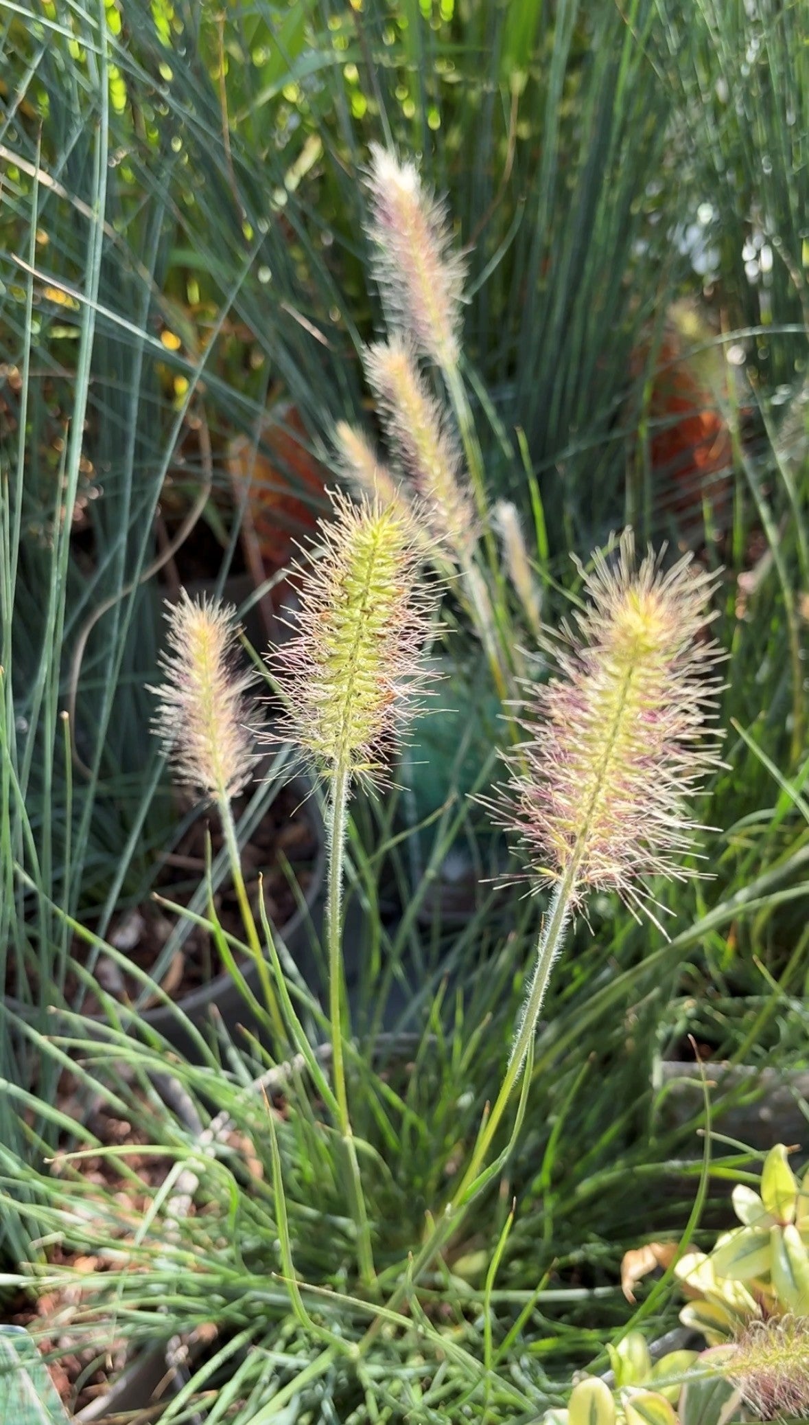 Ornamental grass pennisetum.