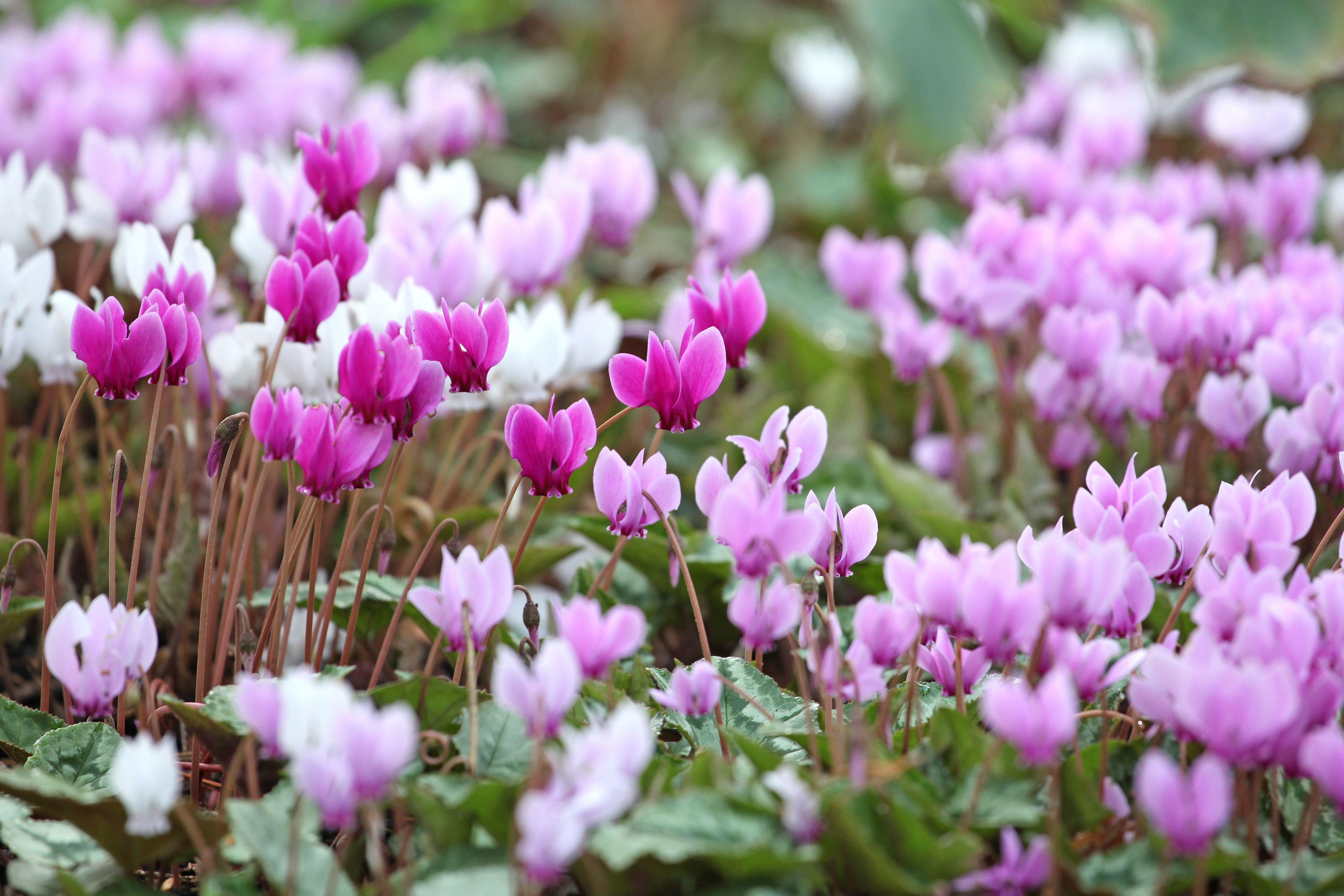 Cyclamen hederifolium.