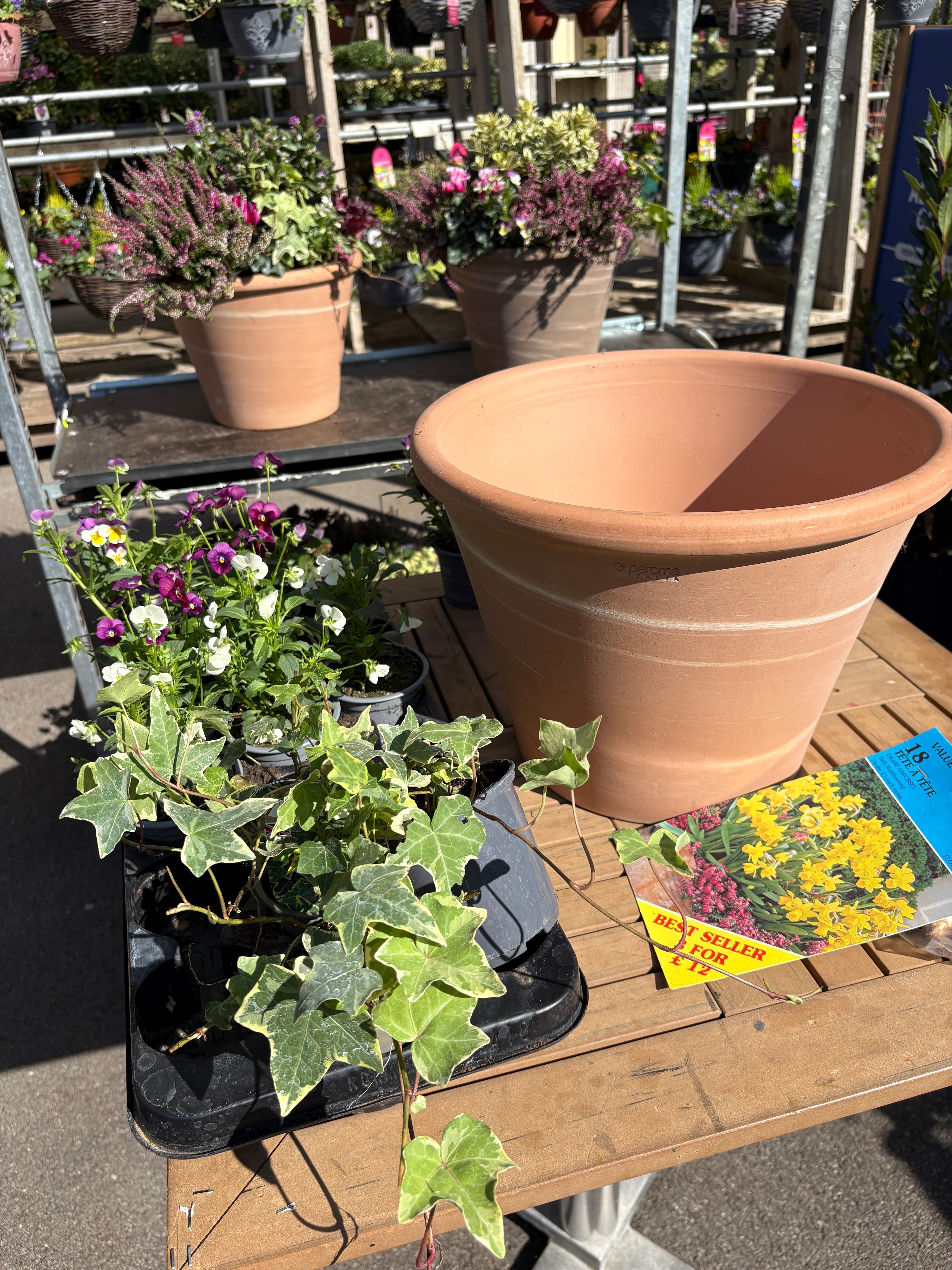 A pot and various plants to make an autumn container display.
