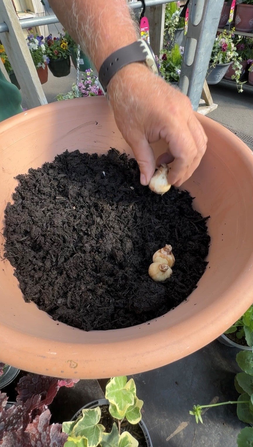 Placing bulbs in compost in a pot.