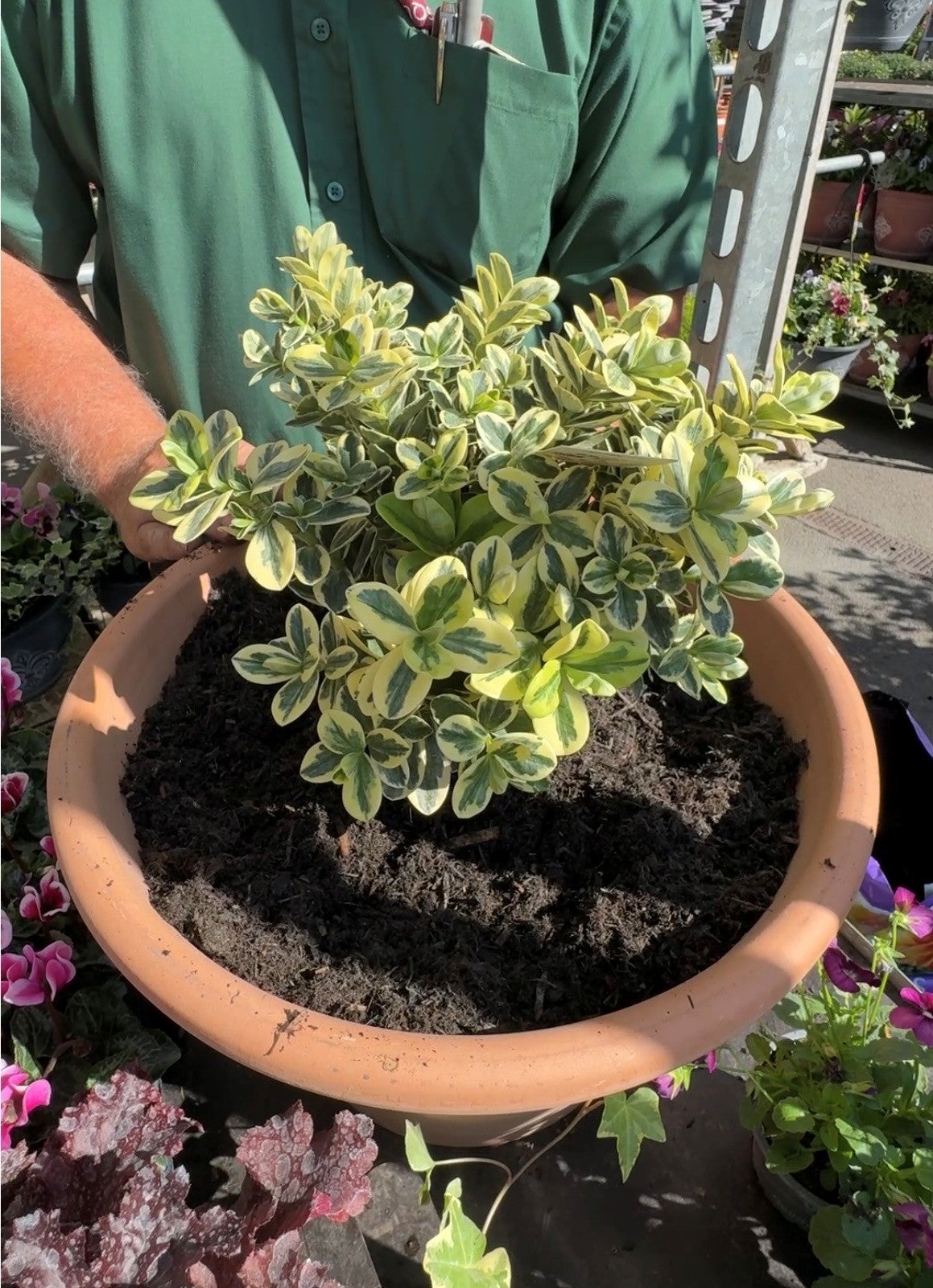 A hebe being planted in a pot.