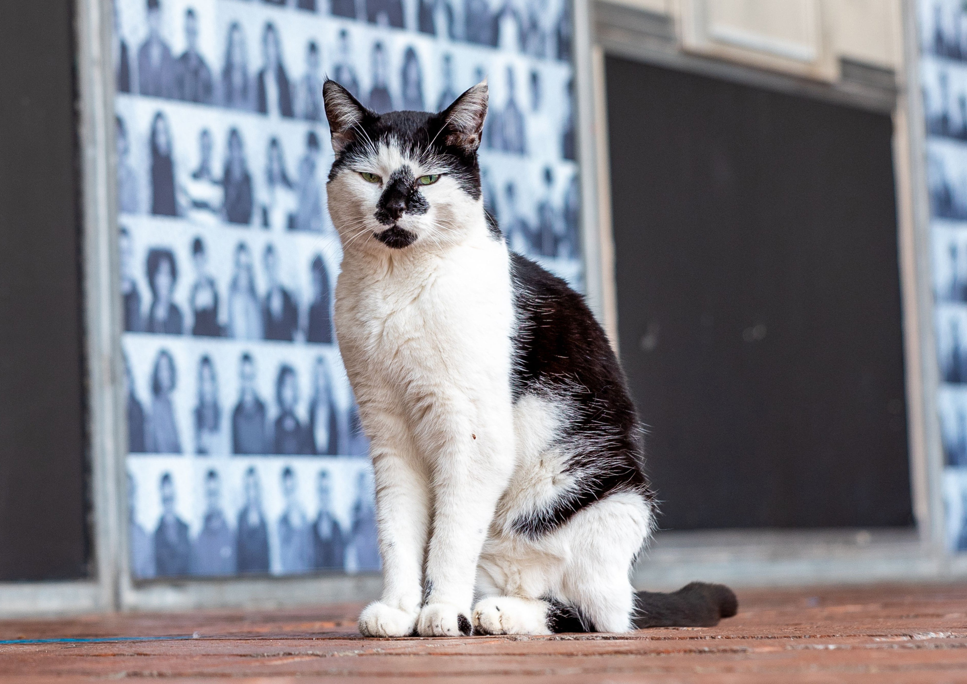 University of Essex mourns death of beloved campus cat Pebbles