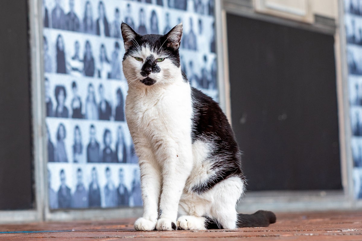 University of Essex mourns death of beloved campus cat Pebbles
