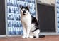 University of Essex mourns death of beloved campus cat Pebbles