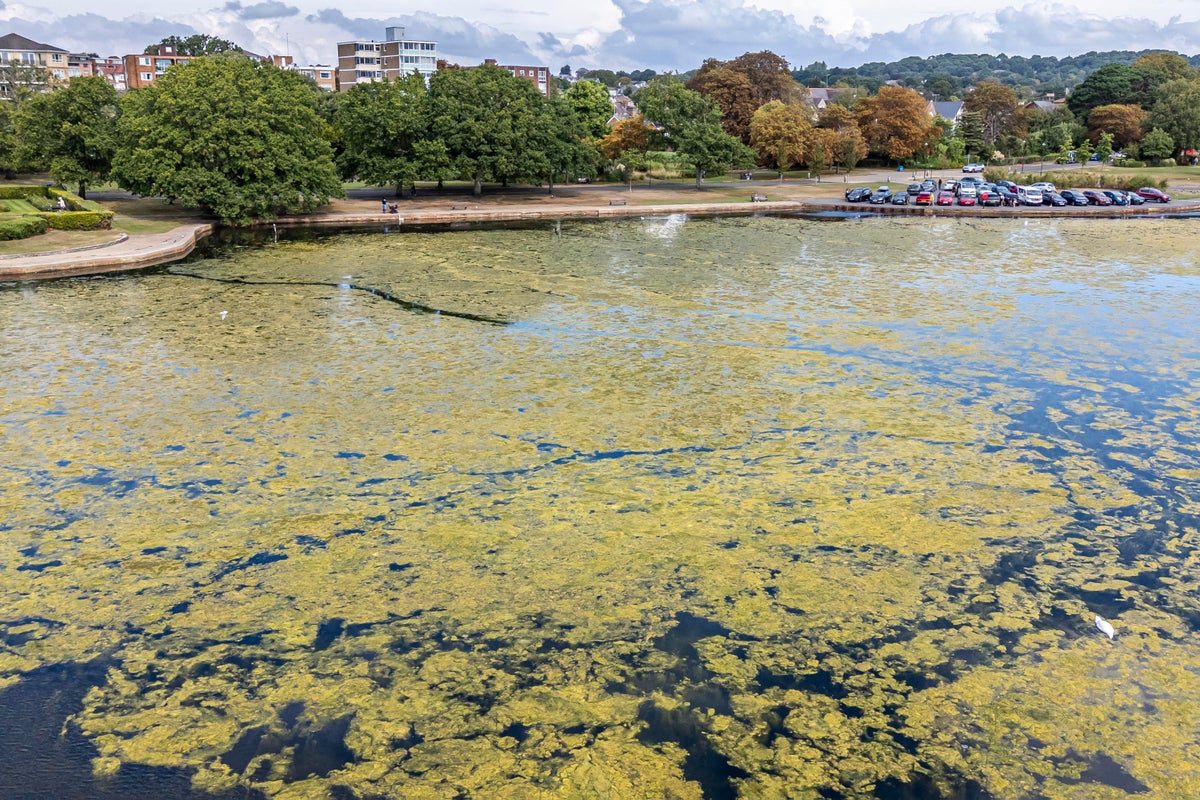 Picturesque boating lake in Dorset overwhelmed with green slime Picturesque boating lake in Dorset overwhelmed with green slime