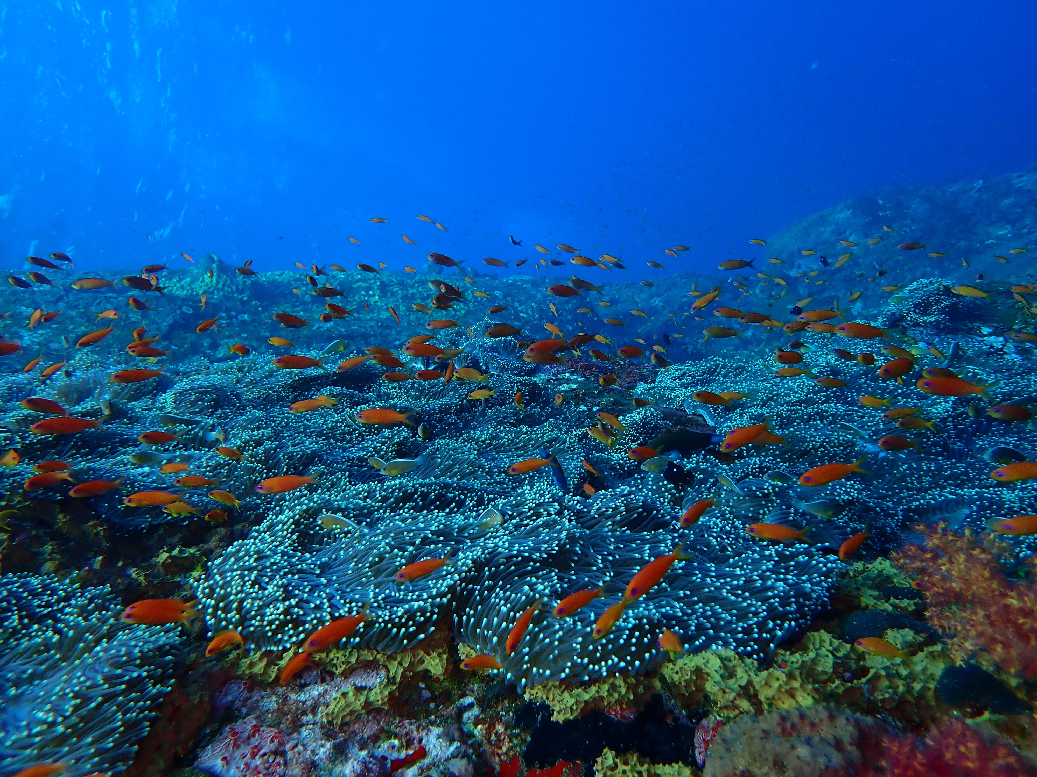 Flat coral gardens give way to deeper water off Swaraj Dweep