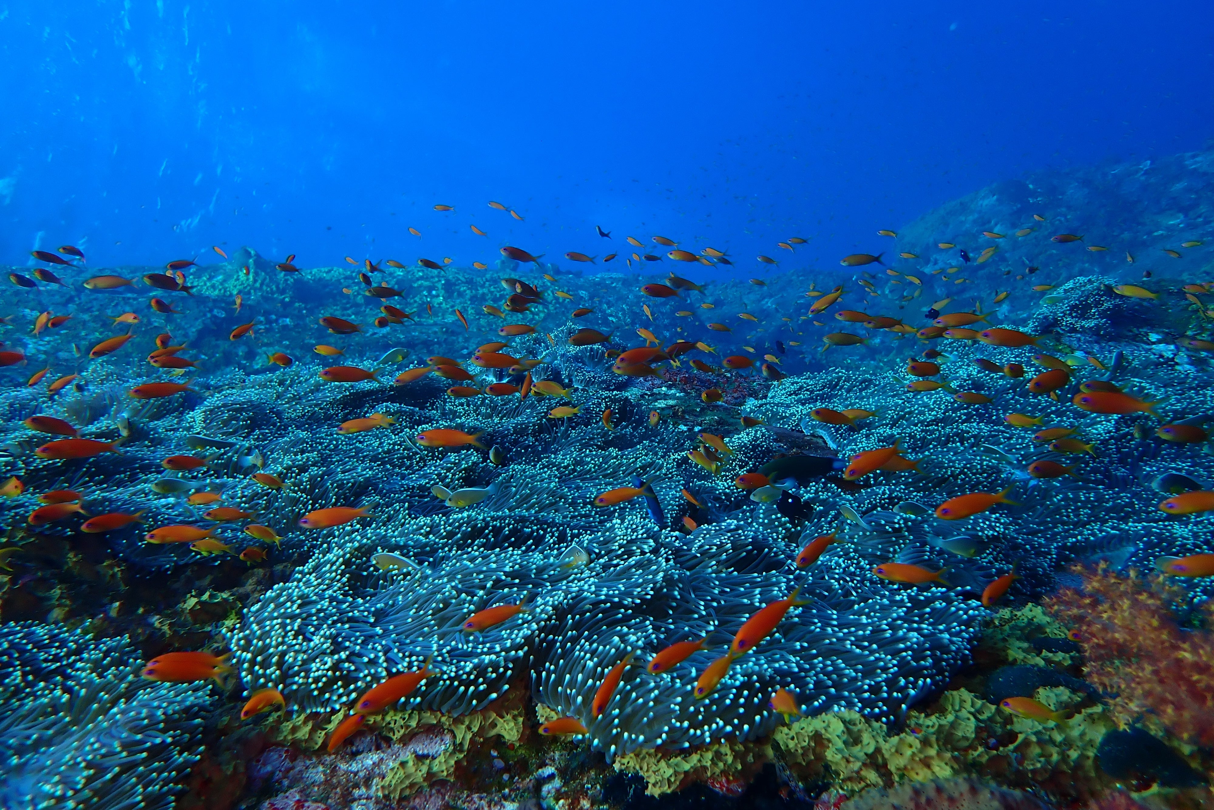 Flat coral gardens give way to deeper water off Swaraj Dweep (DIVEIndia)