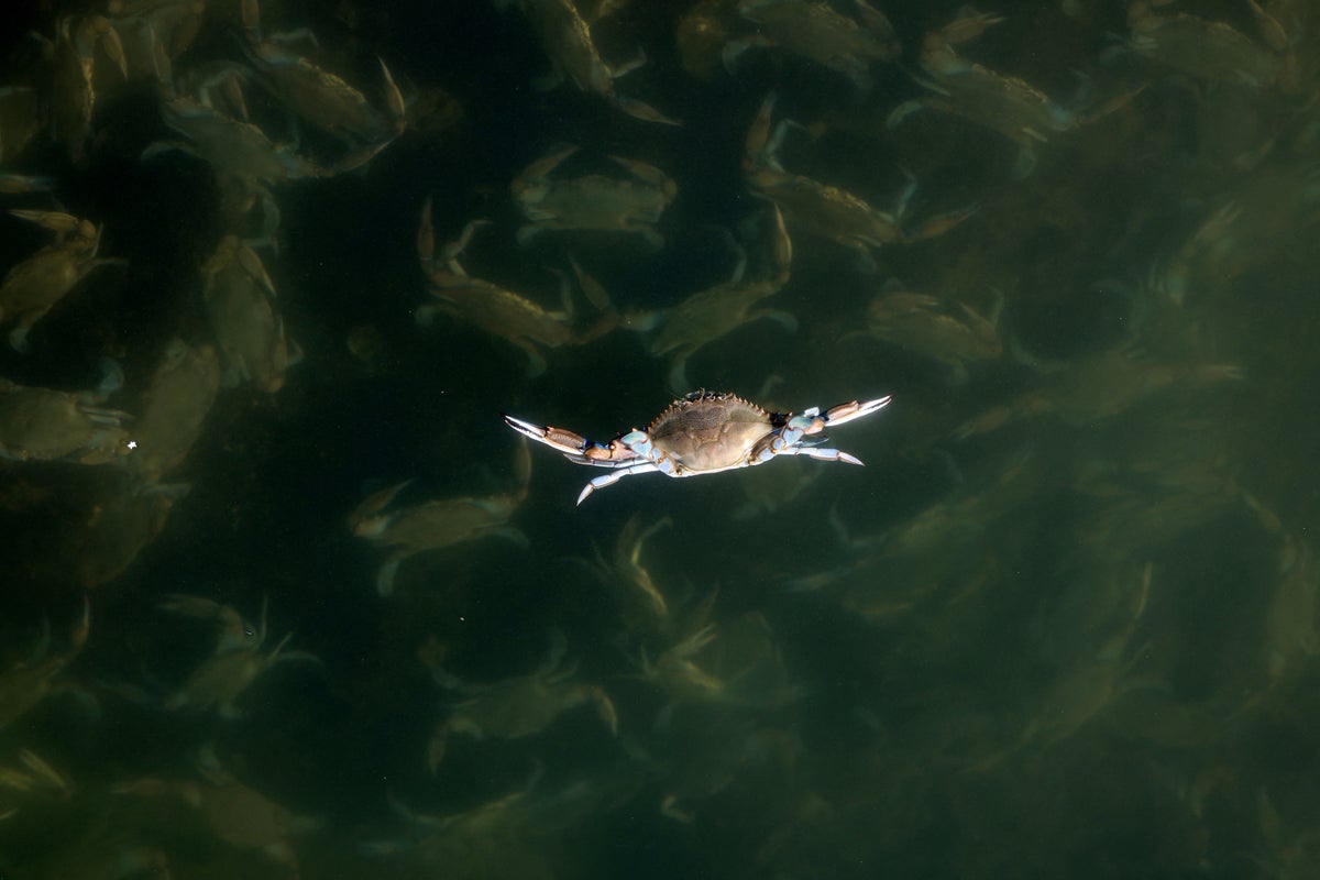 Scientists unleash army of octopuses to fight off blue crab invasion