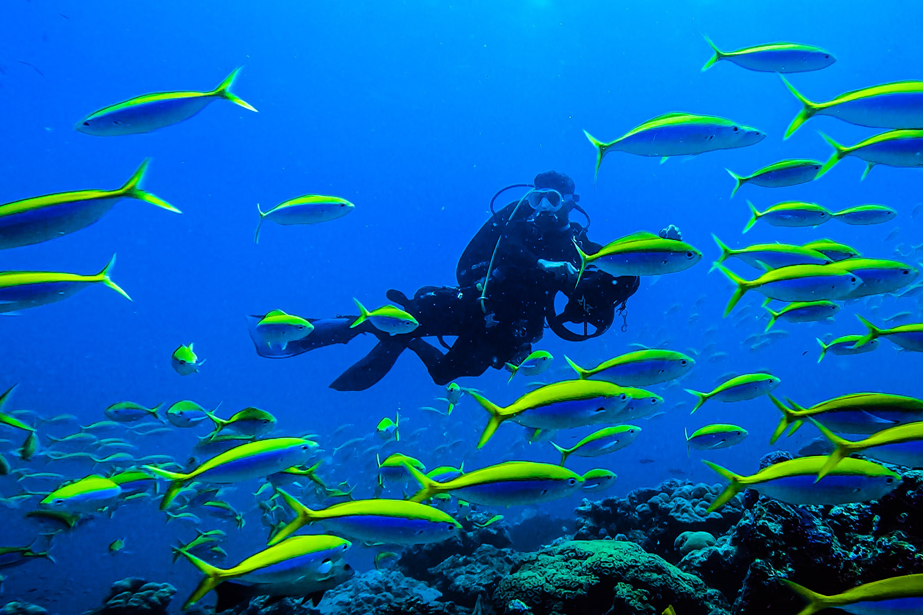 India’s diving scene is still nascent (DIVEIndia)