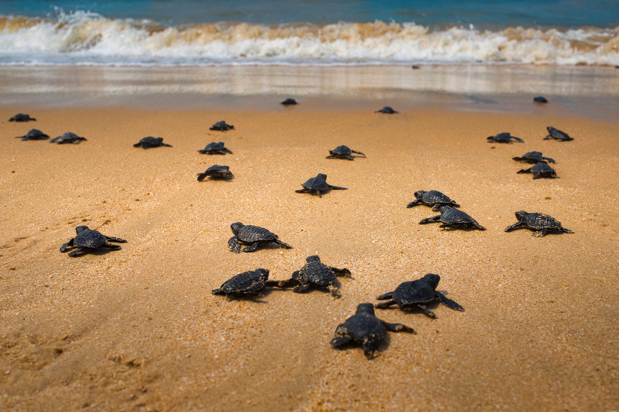 Olive ridley turtles hatch in Odisha, on India’s eastern coast